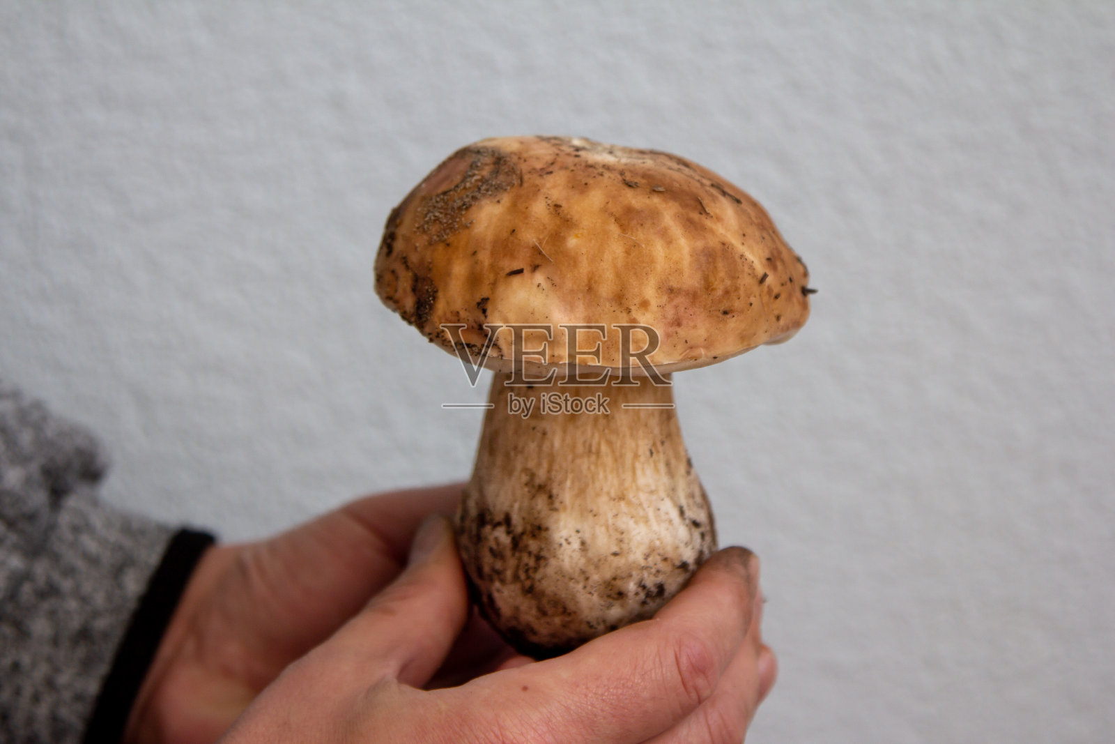 手握大新鲜牛肝菌菇照片摄影图片