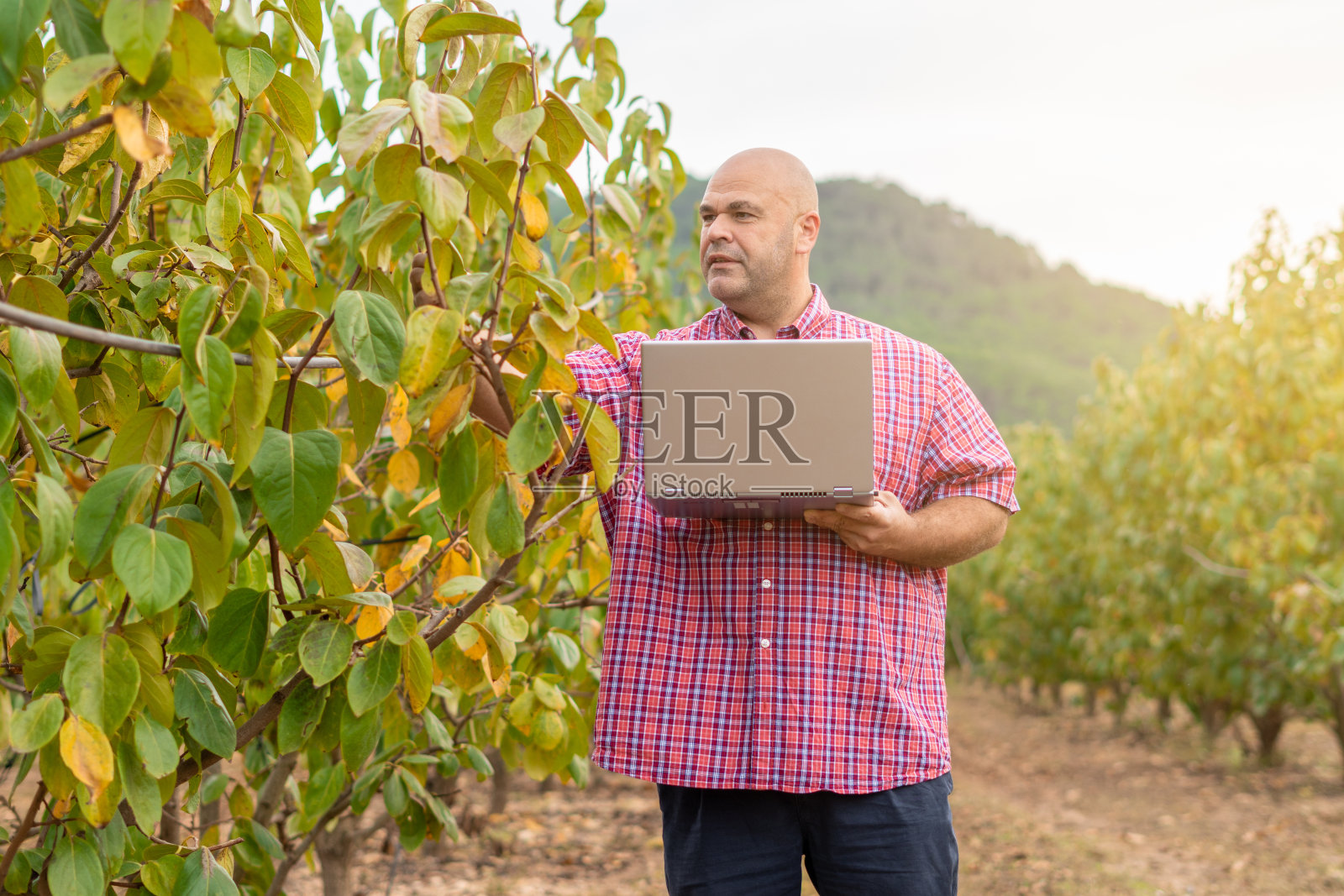农学家检查树木收获情况照片摄影图片
