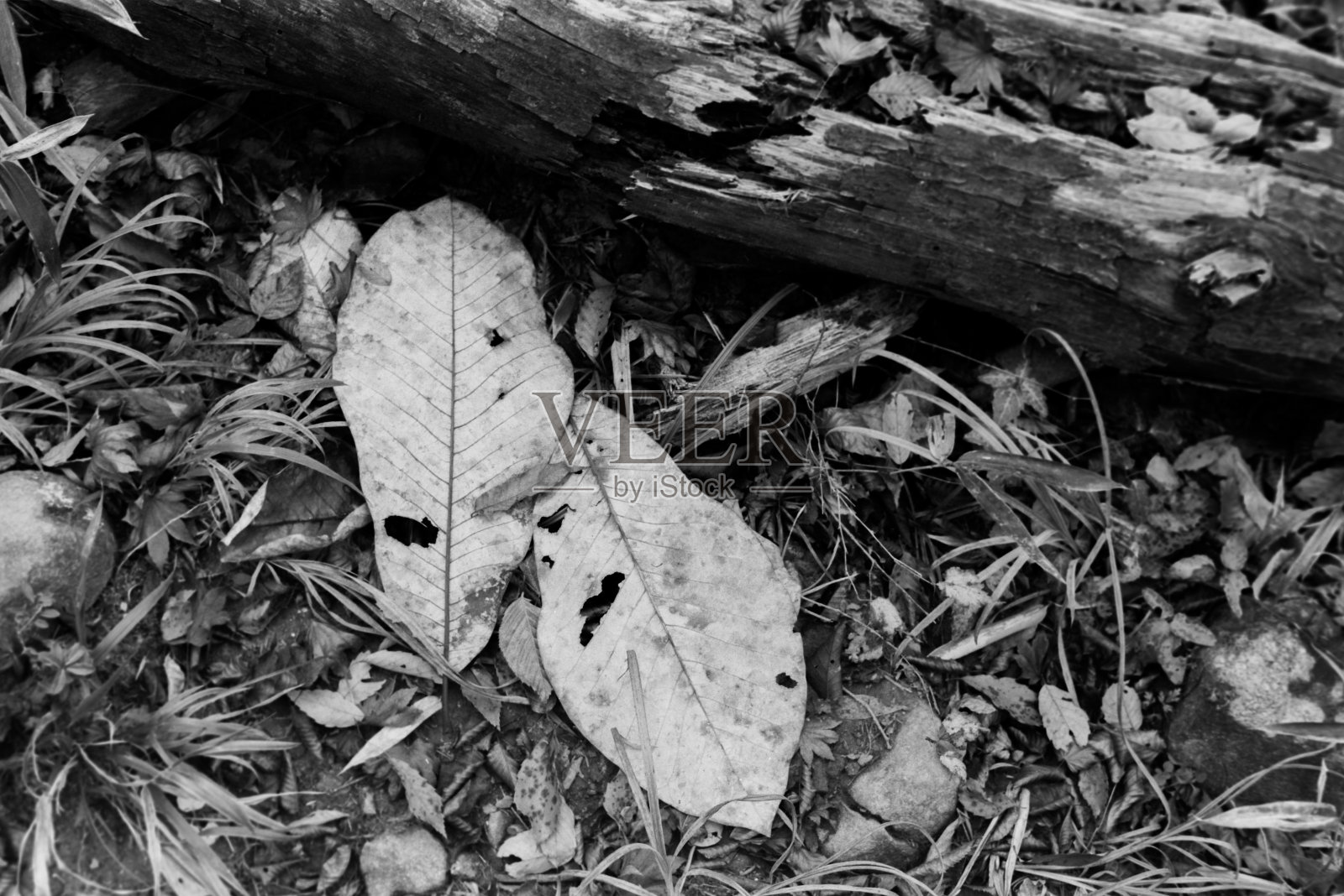 秋叶林照片摄影图片