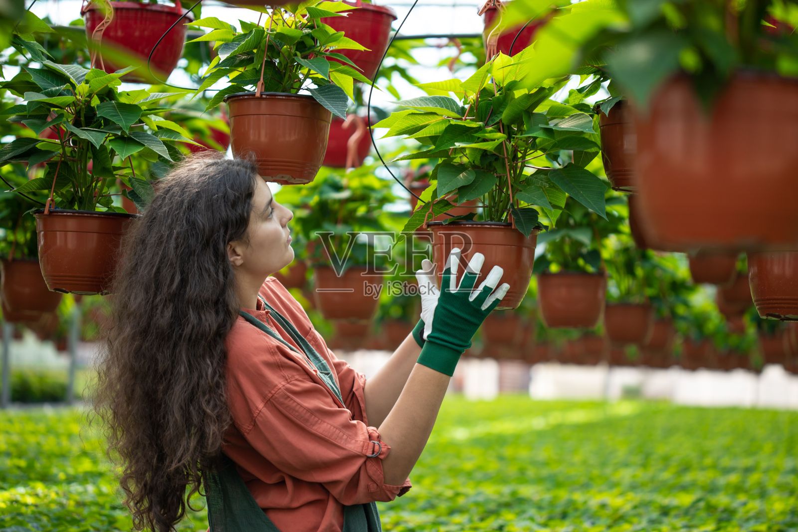 园丁正在植物园检查植物照片摄影图片