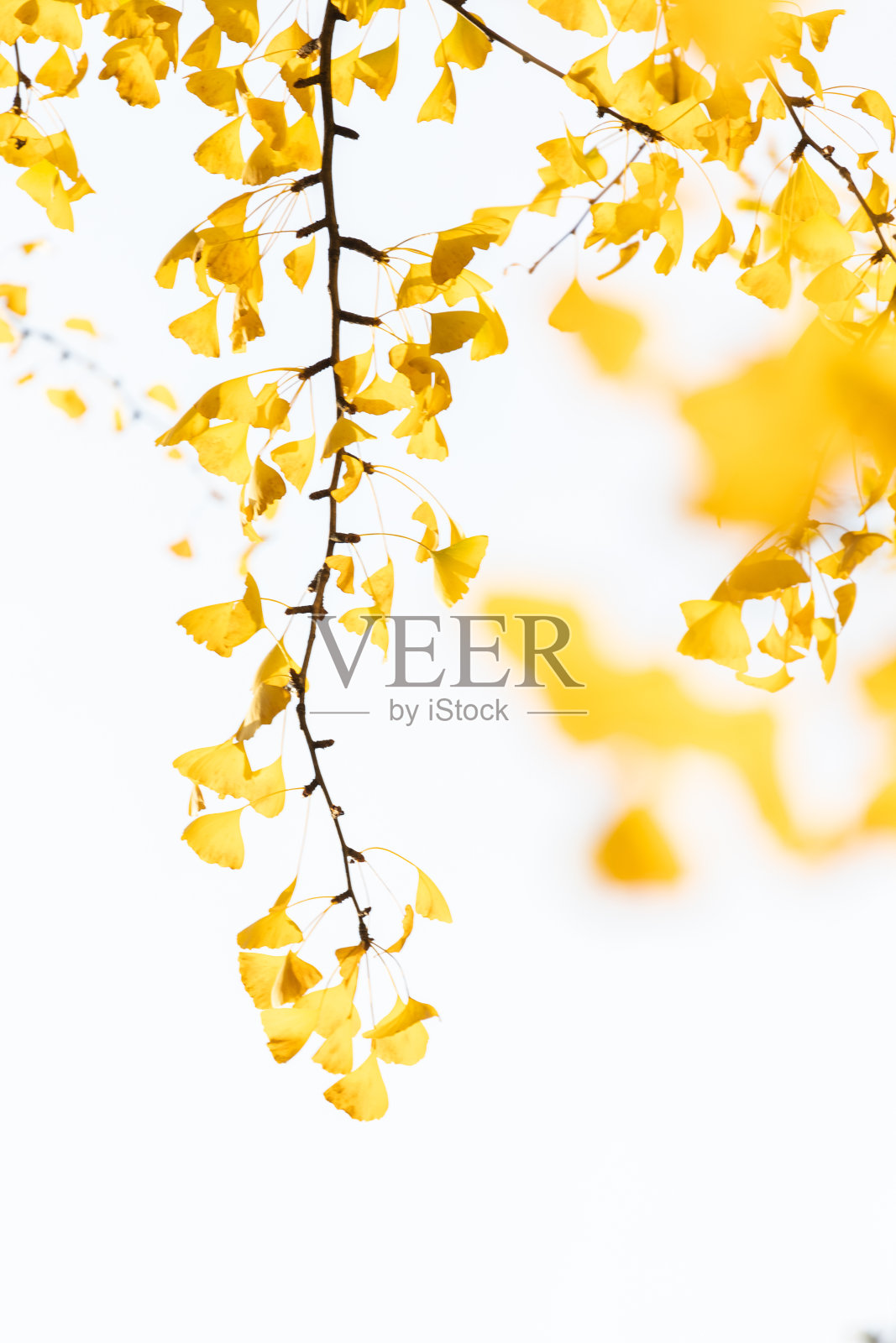 树上的黄叶特写，秋天的叶子照片摄影图片