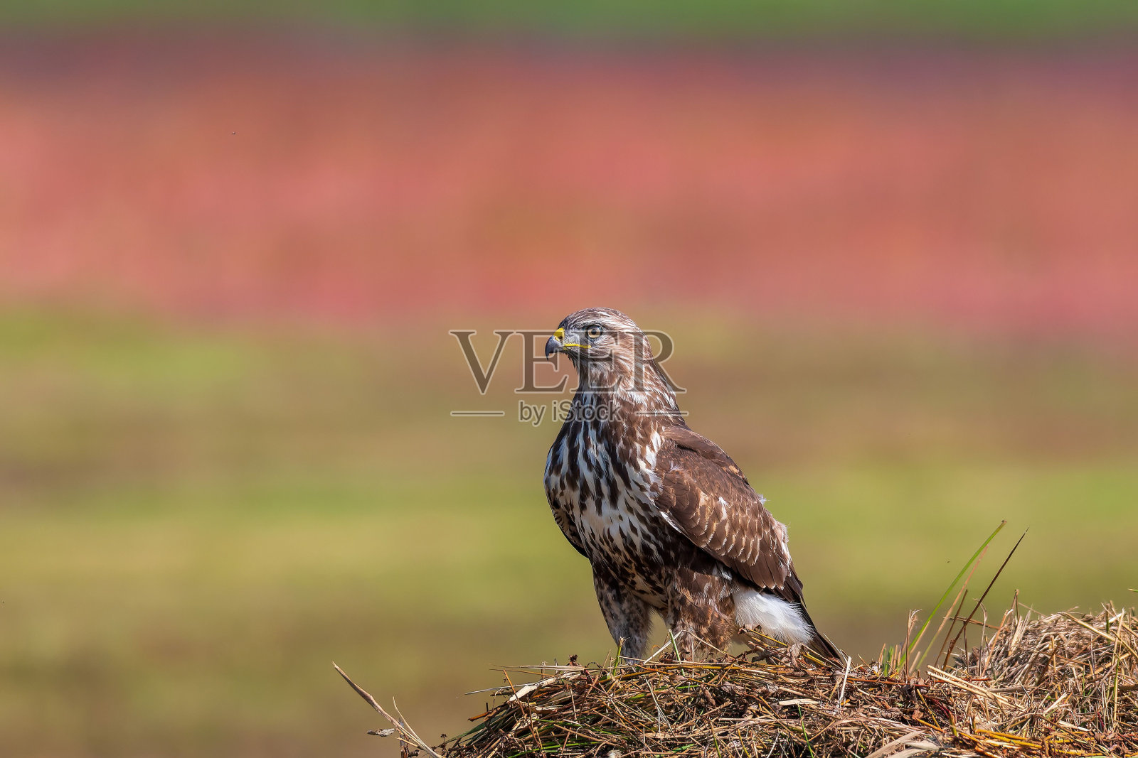 一只普通秃鹰的特写，Buteo Buteo站在干草上向旁边看照片摄影图片
