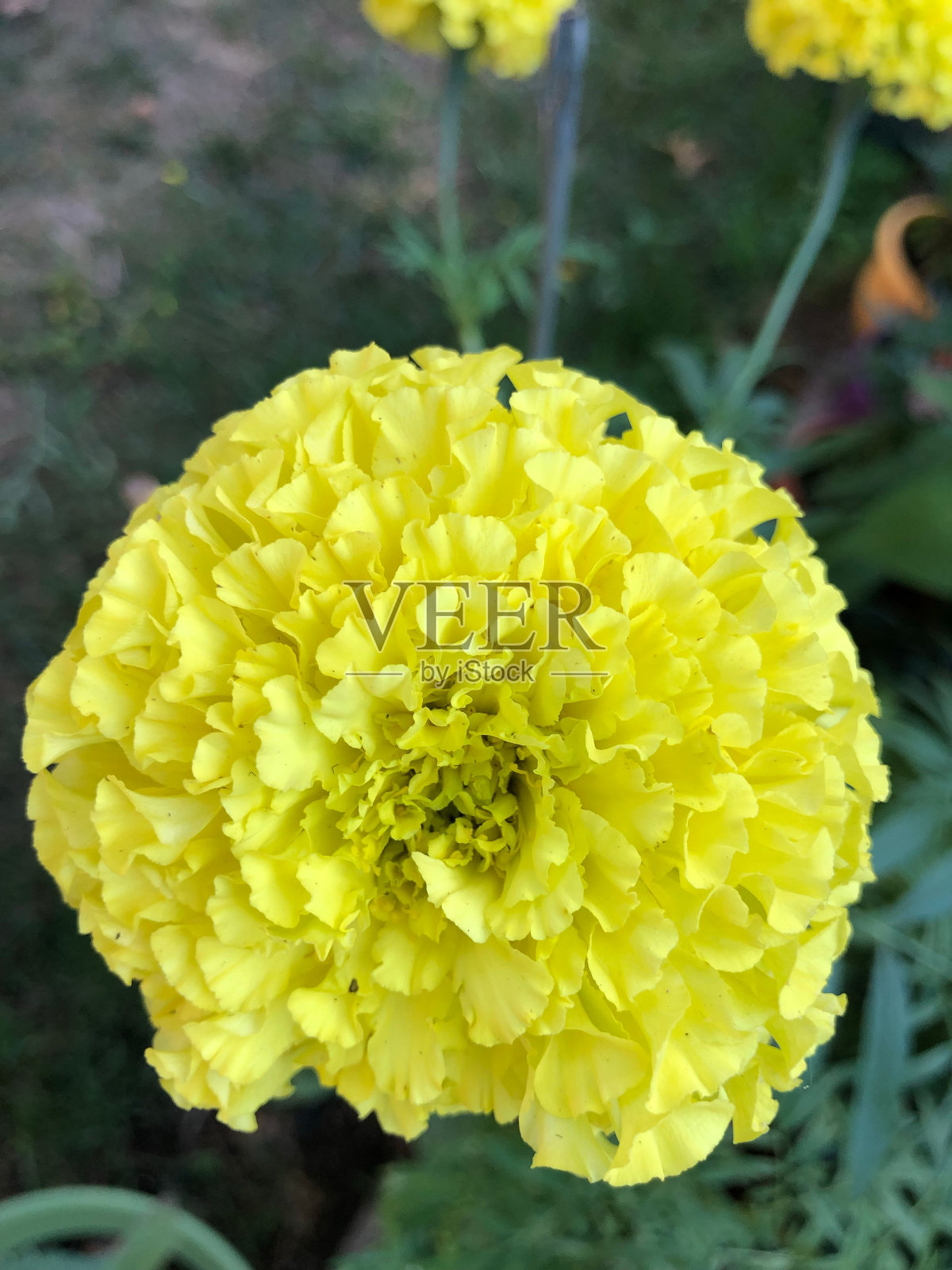 盛开的万寿菊(万寿菊)的垂直照片照片摄影图片