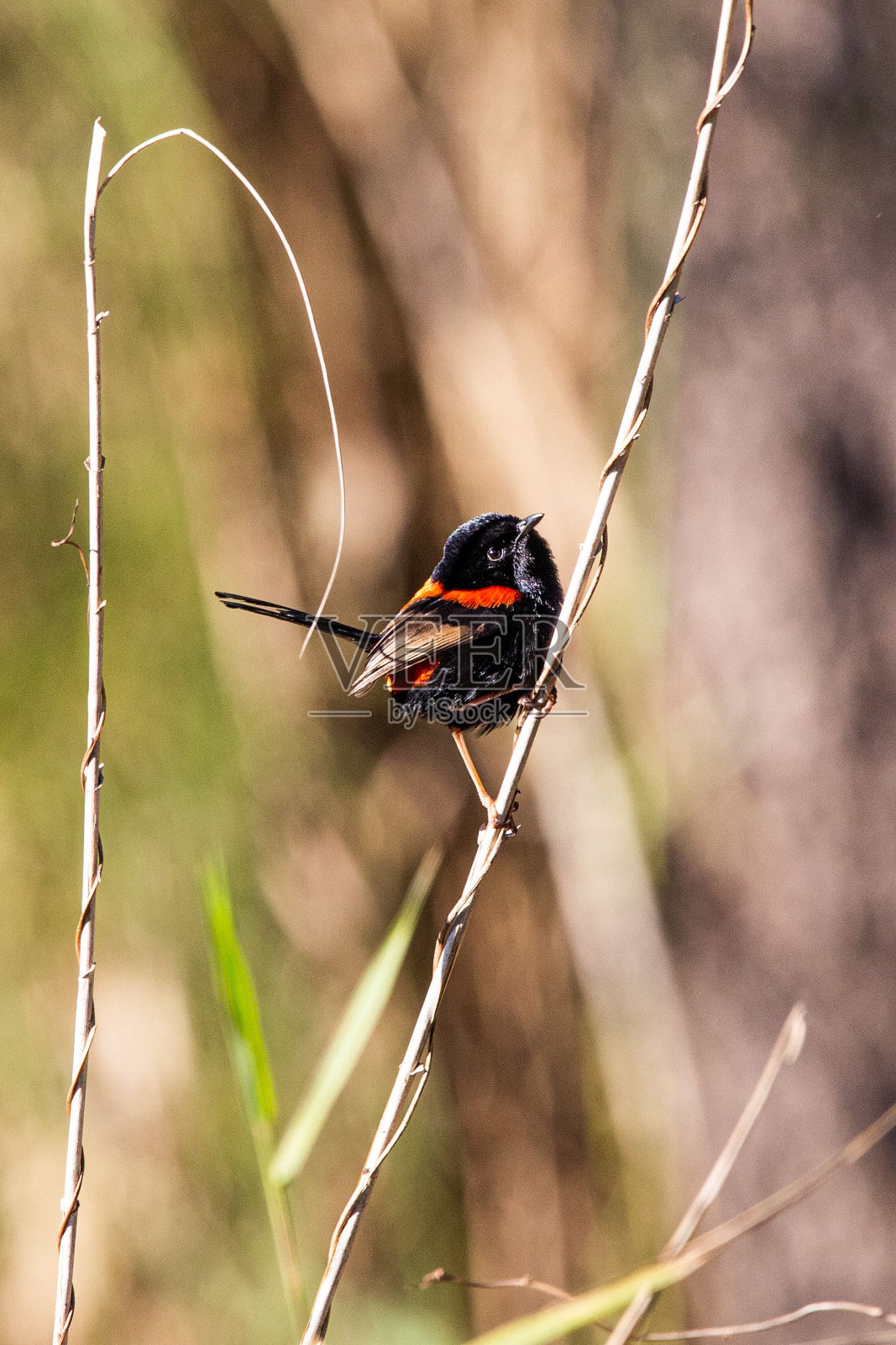 一只红背鹪鹩栖息在草地上的垂直镜头照片摄影图片
