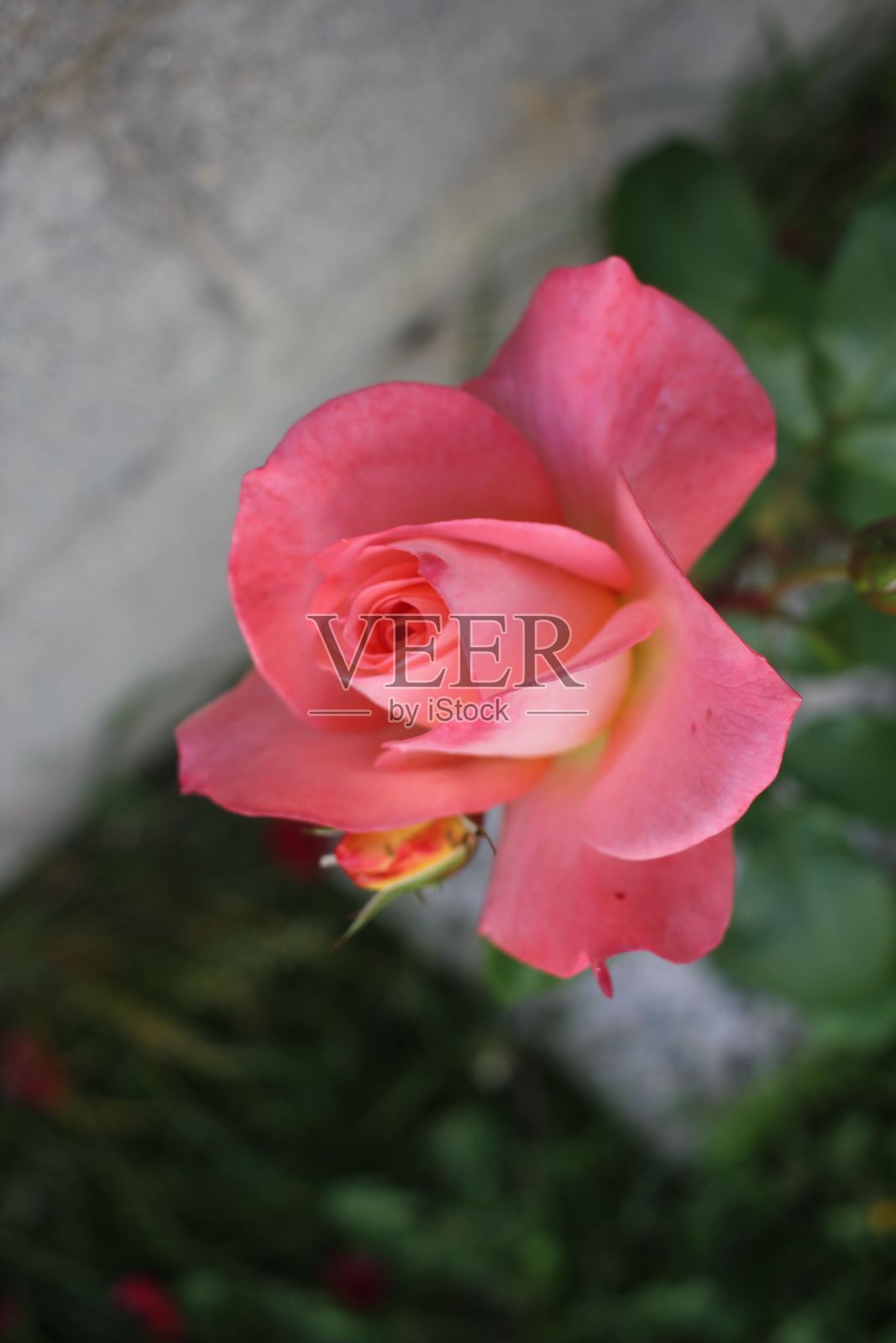 灌木上一朵盛开的亮粉色玫瑰的垂直特写镜头照片摄影图片