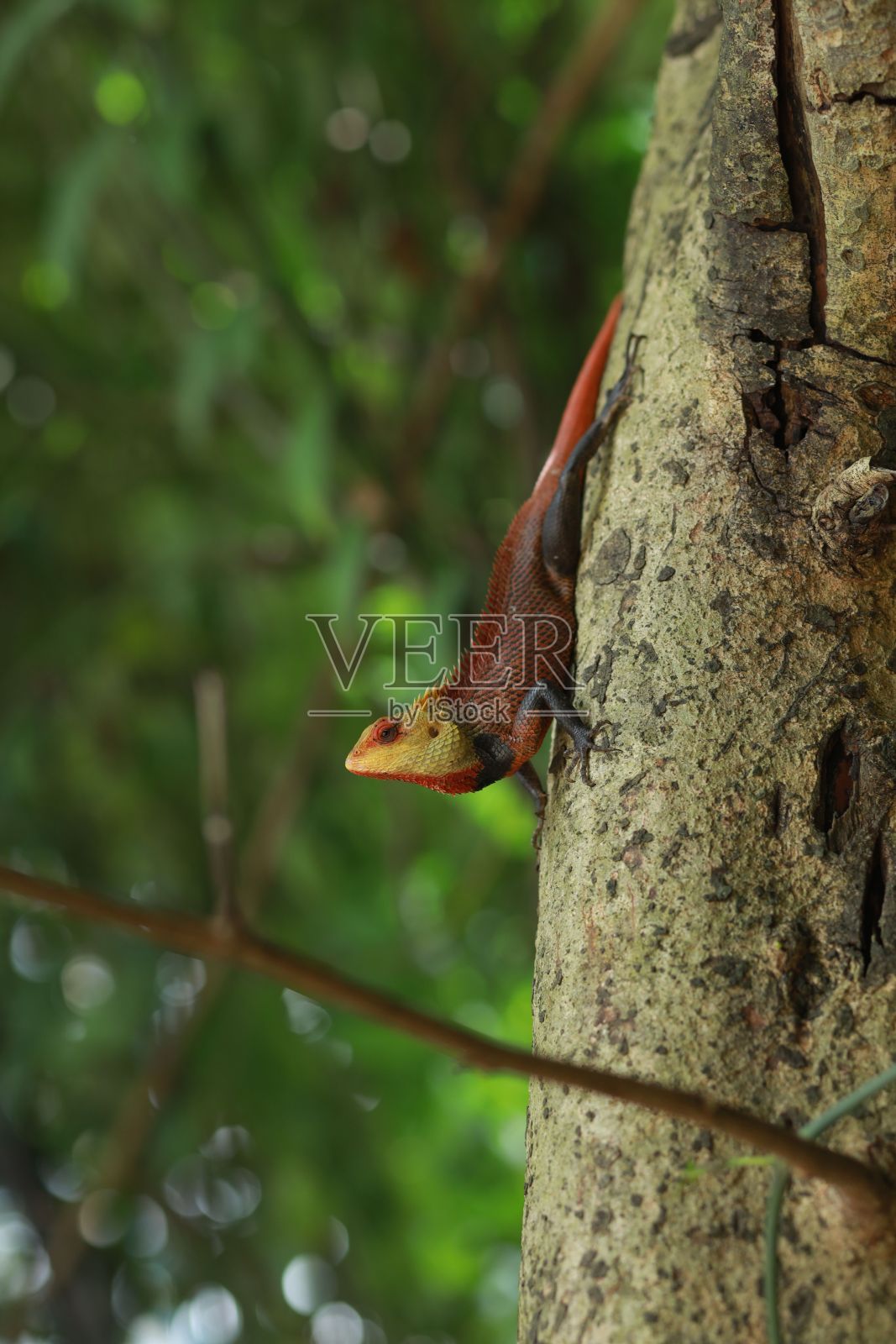 垂直特写镜头:一只美丽的红色变色龙从树干上下来照片摄影图片