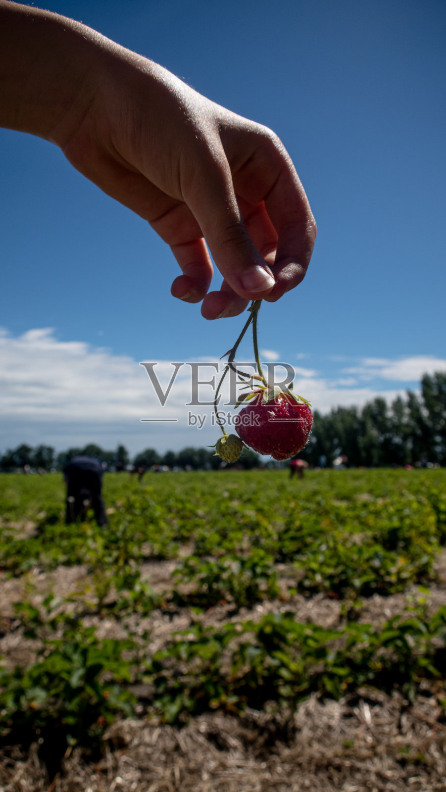 拿着草莓照片摄影图片