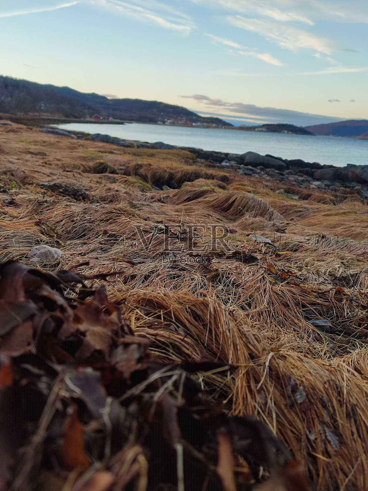 一个垂直的低角度的植物围绕着一个浅湖对低山照片摄影图片