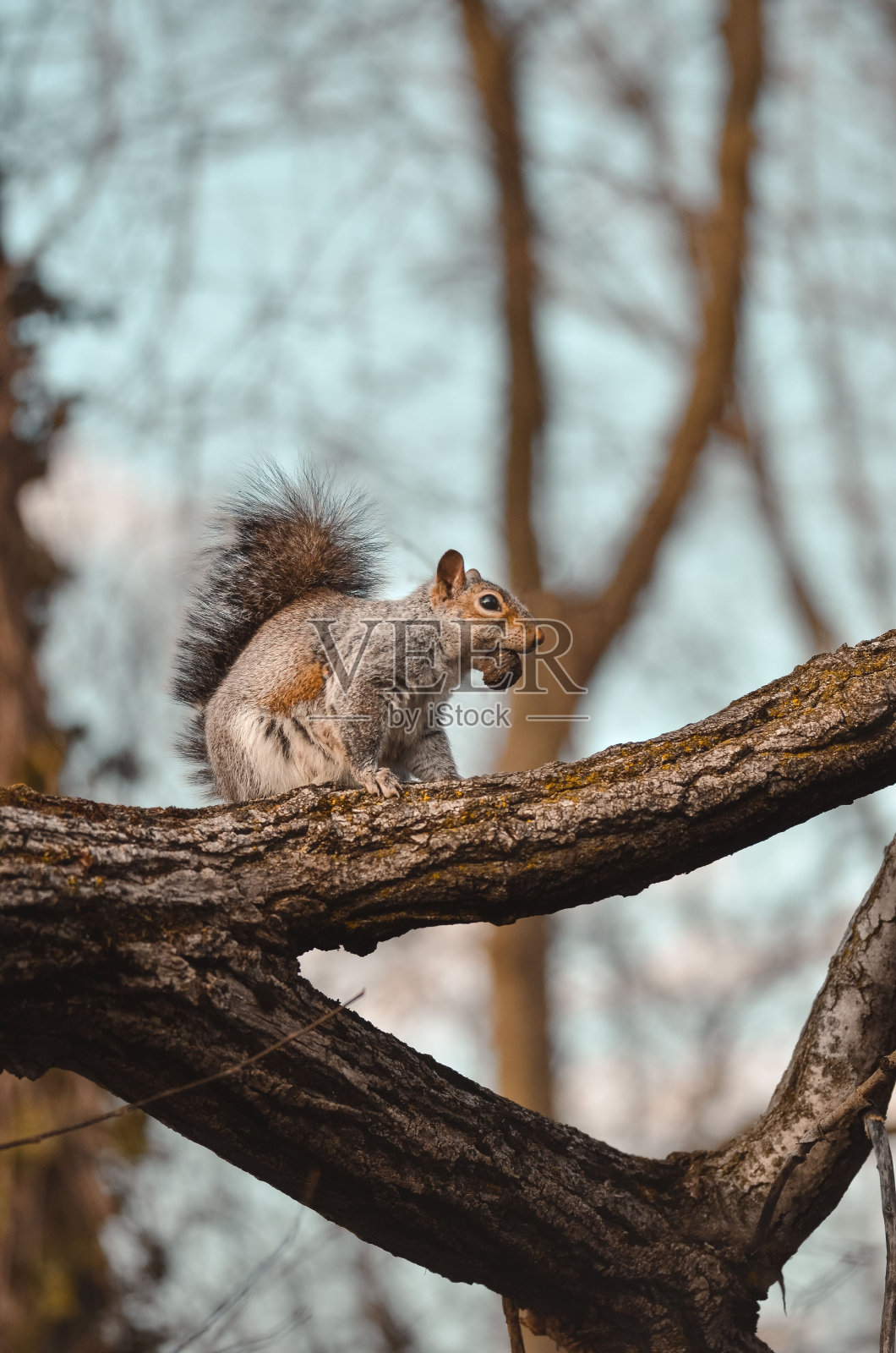 松鼠在树上的垂直镜头照片摄影图片