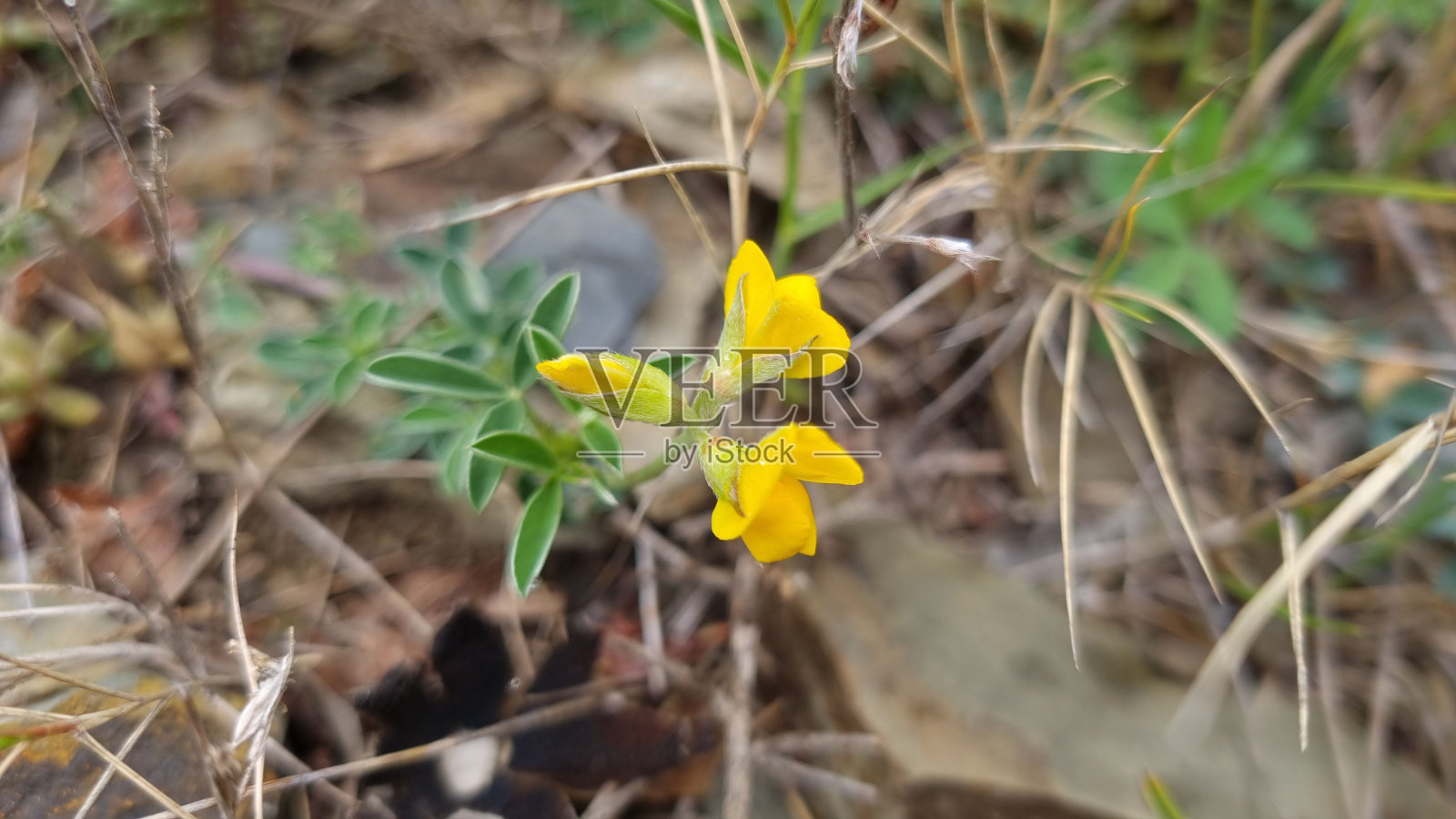 银叶属植物的花朵特写照片摄影图片