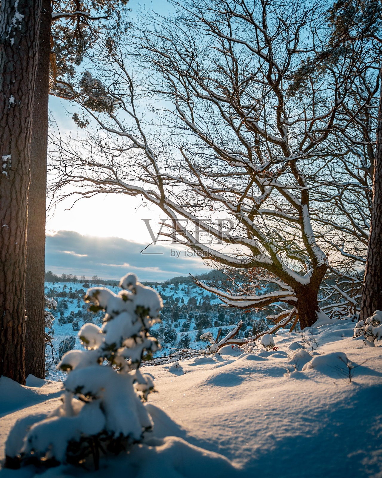 德国吕内堡荒原上覆盖着雪的地面和树木。照片摄影图片