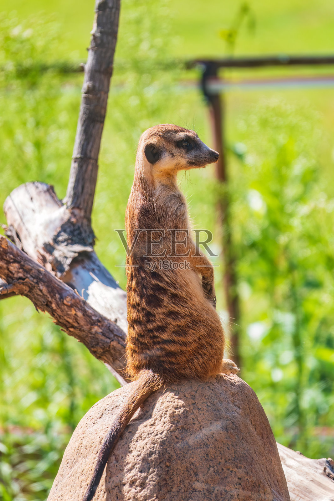 猫鼬，猫鼬，用后腿站立。猫鼬用后腿站立，表情警觉。一只有趣的猫鼬坐在它的后腿上。照片摄影图片