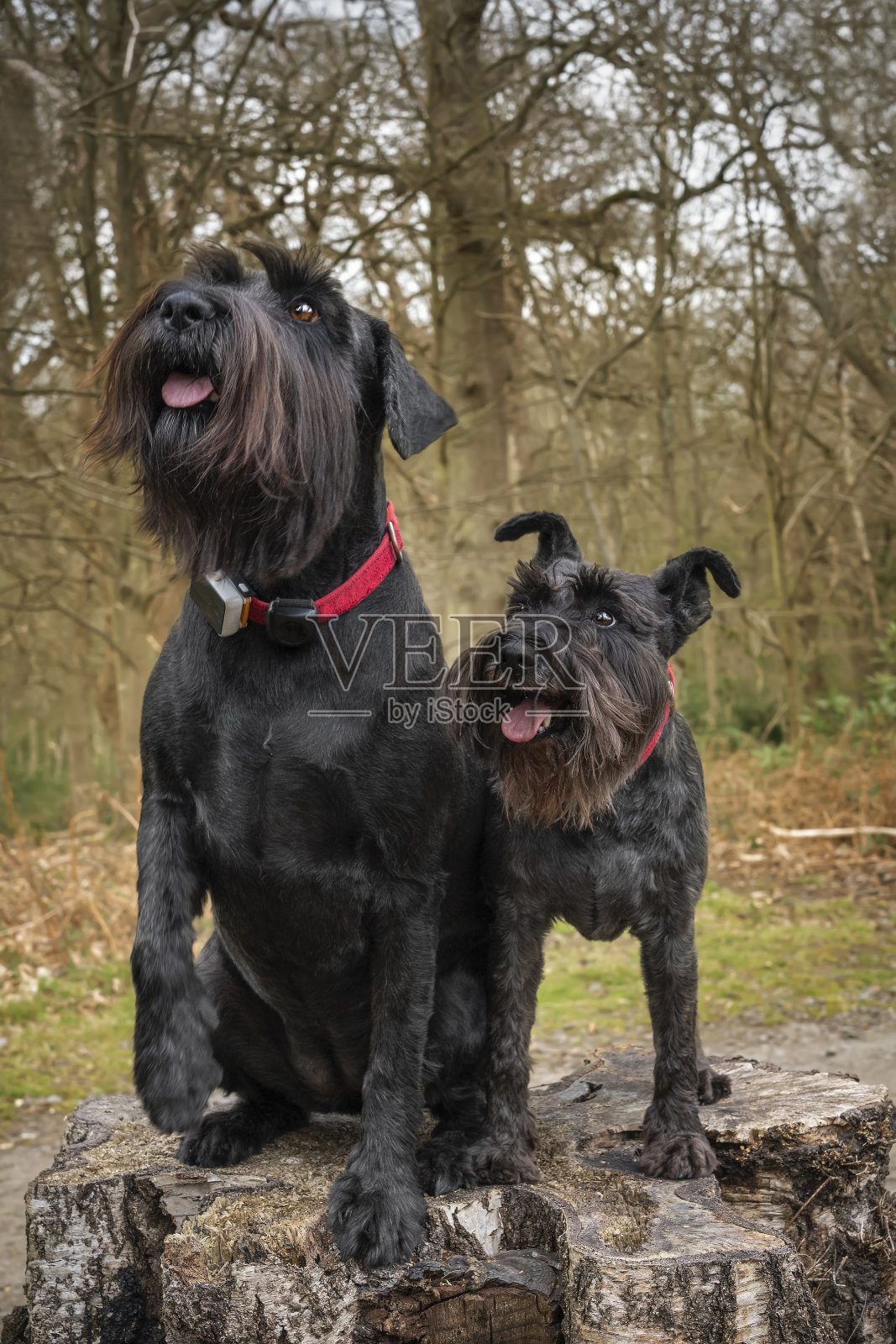 大黑雪纳瑞和一只小雪纳瑞站在树桩上向上看照片摄影图片
