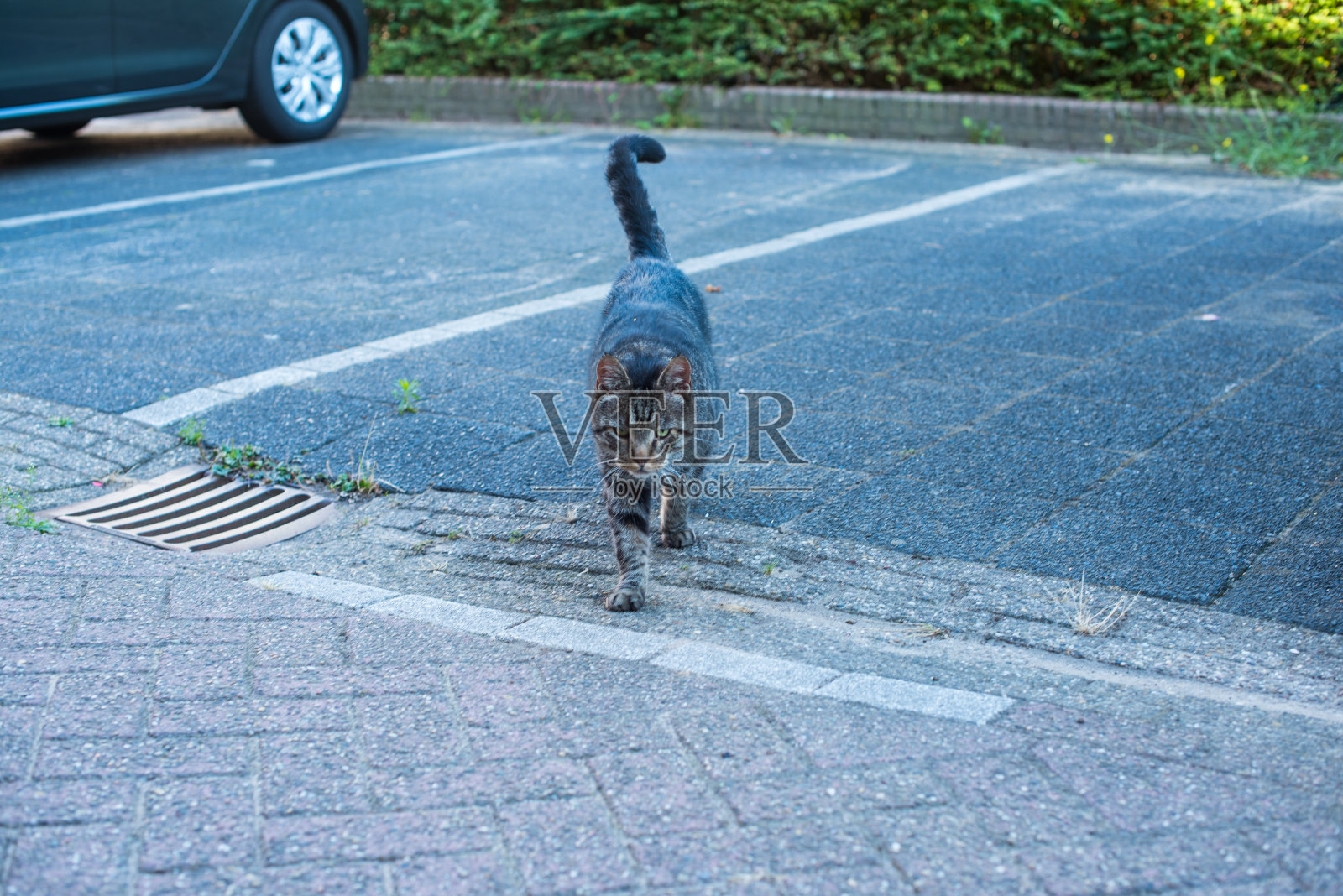 街上的条纹猫照片摄影图片
