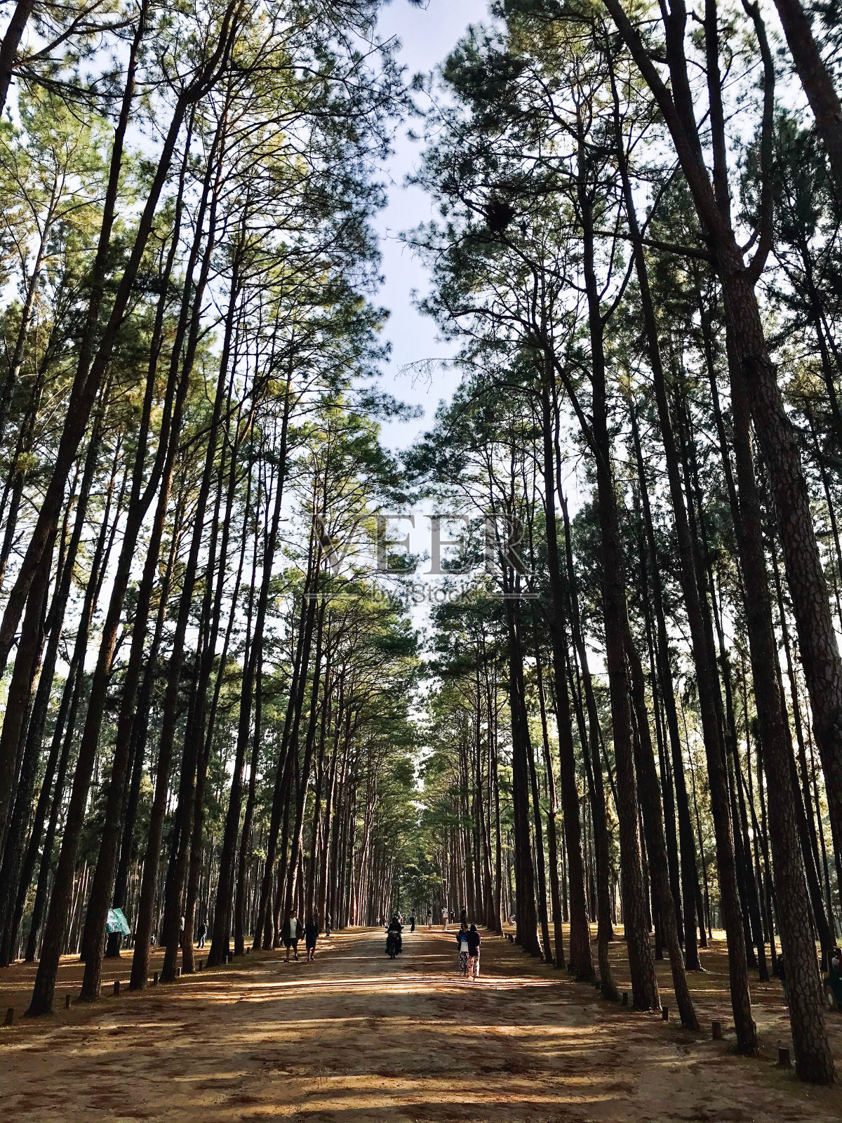 森林里的小径照片摄影图片