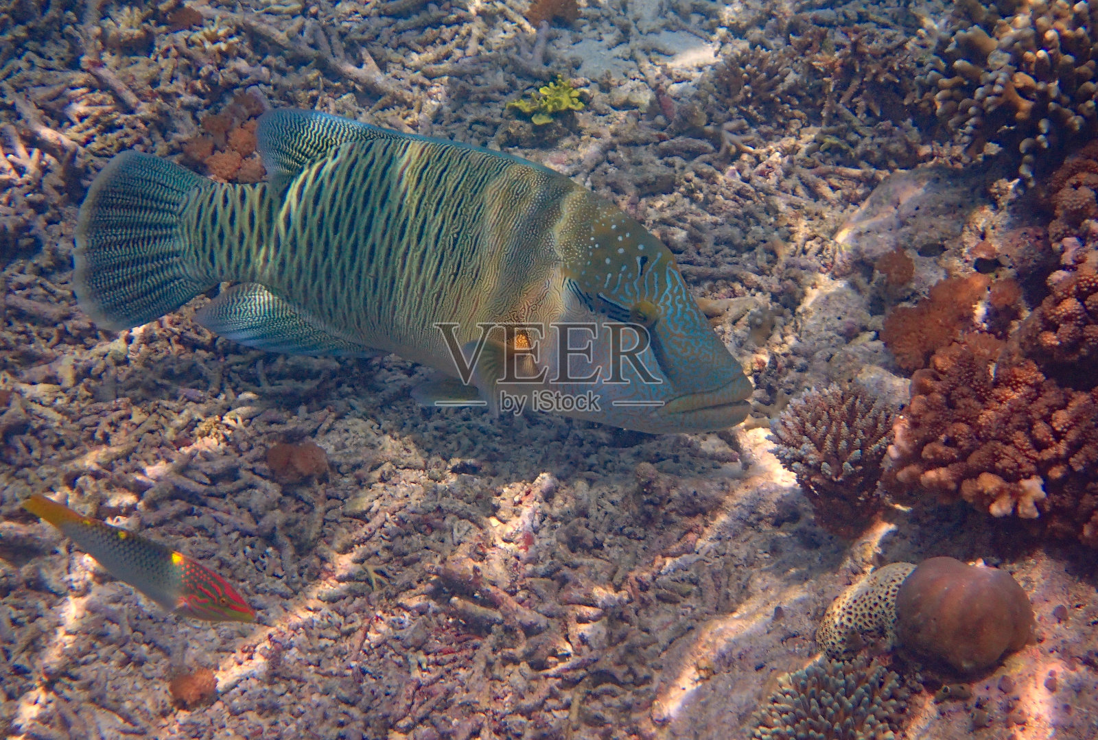 拿破仑鱼(Cheilinus undulatus)照片摄影图片