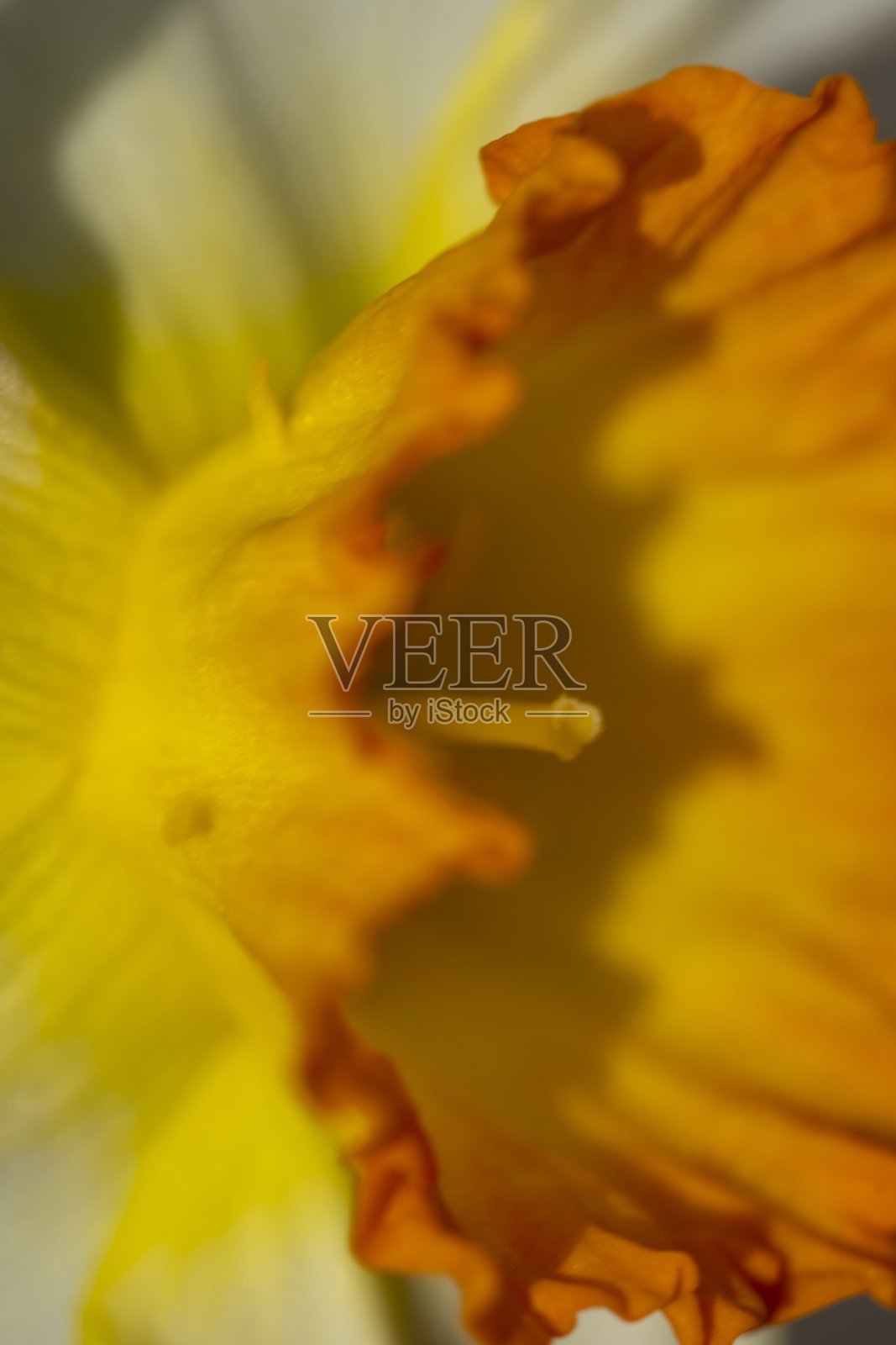 水仙花的花照片摄影图片