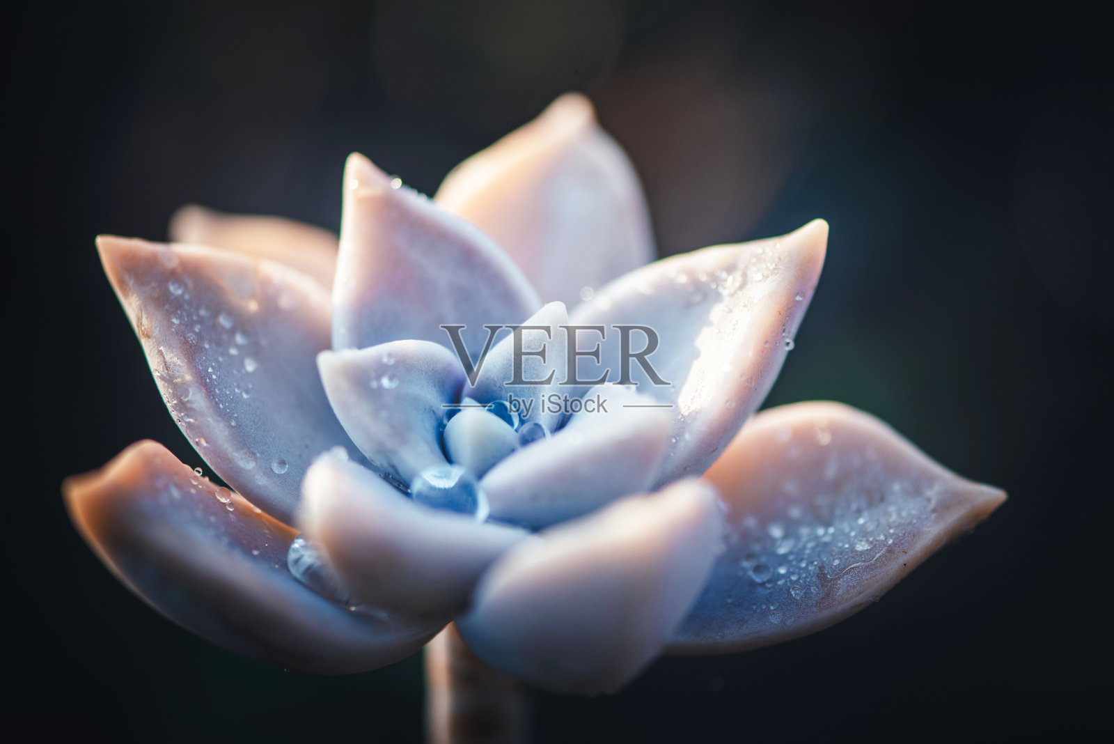 多汁的花坛，上面有水滴。照片摄影图片