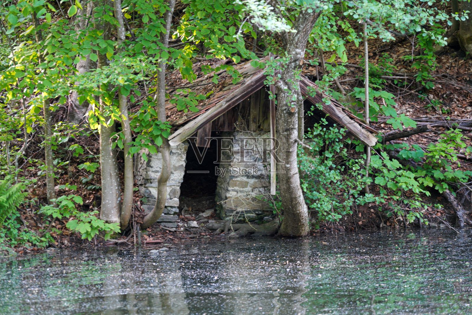 森林深处池塘岸边的废弃旧房子照片摄影图片