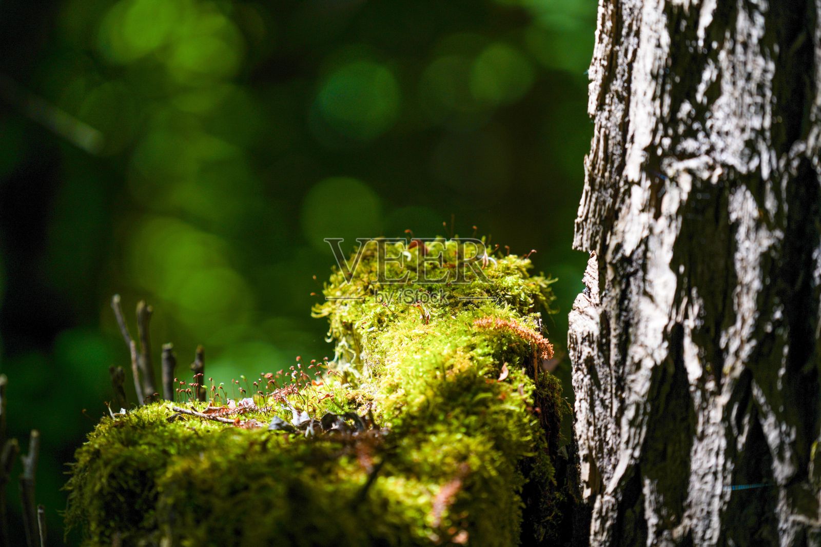 近距离拍摄的苔藓覆盖的树在森林照片摄影图片