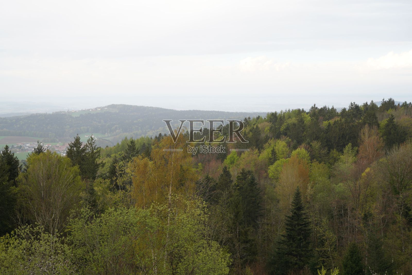 多云的天空下有高大树木的森林美景照片摄影图片