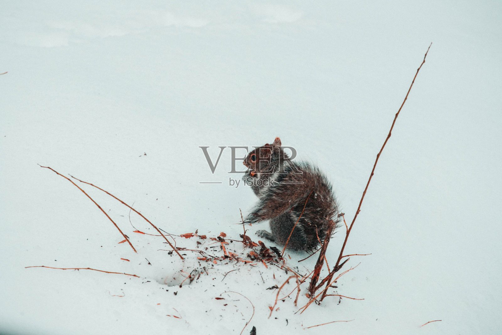 冬天，一只松鼠在雪地上吃坚果照片摄影图片