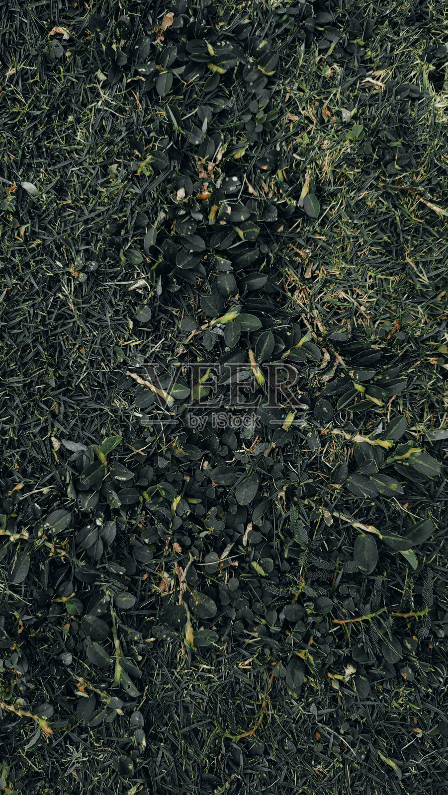 草地和芦苇的垂直顶视图照片摄影图片