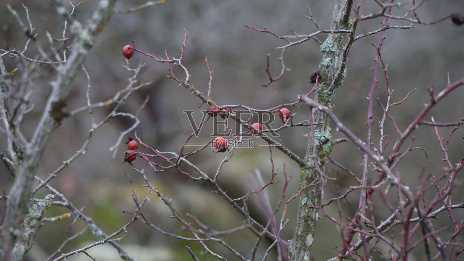 在模糊的背景上，红色浆果在树上生长的特写镜头照片摄影图片