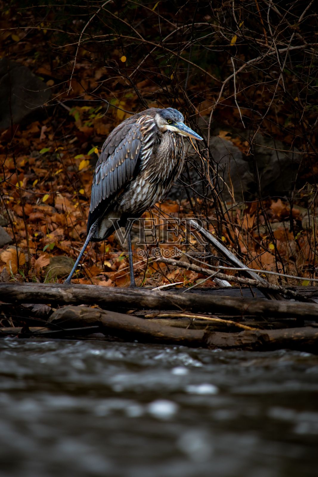秋天的大蓝鹭，从地上的原木上看照片摄影图片