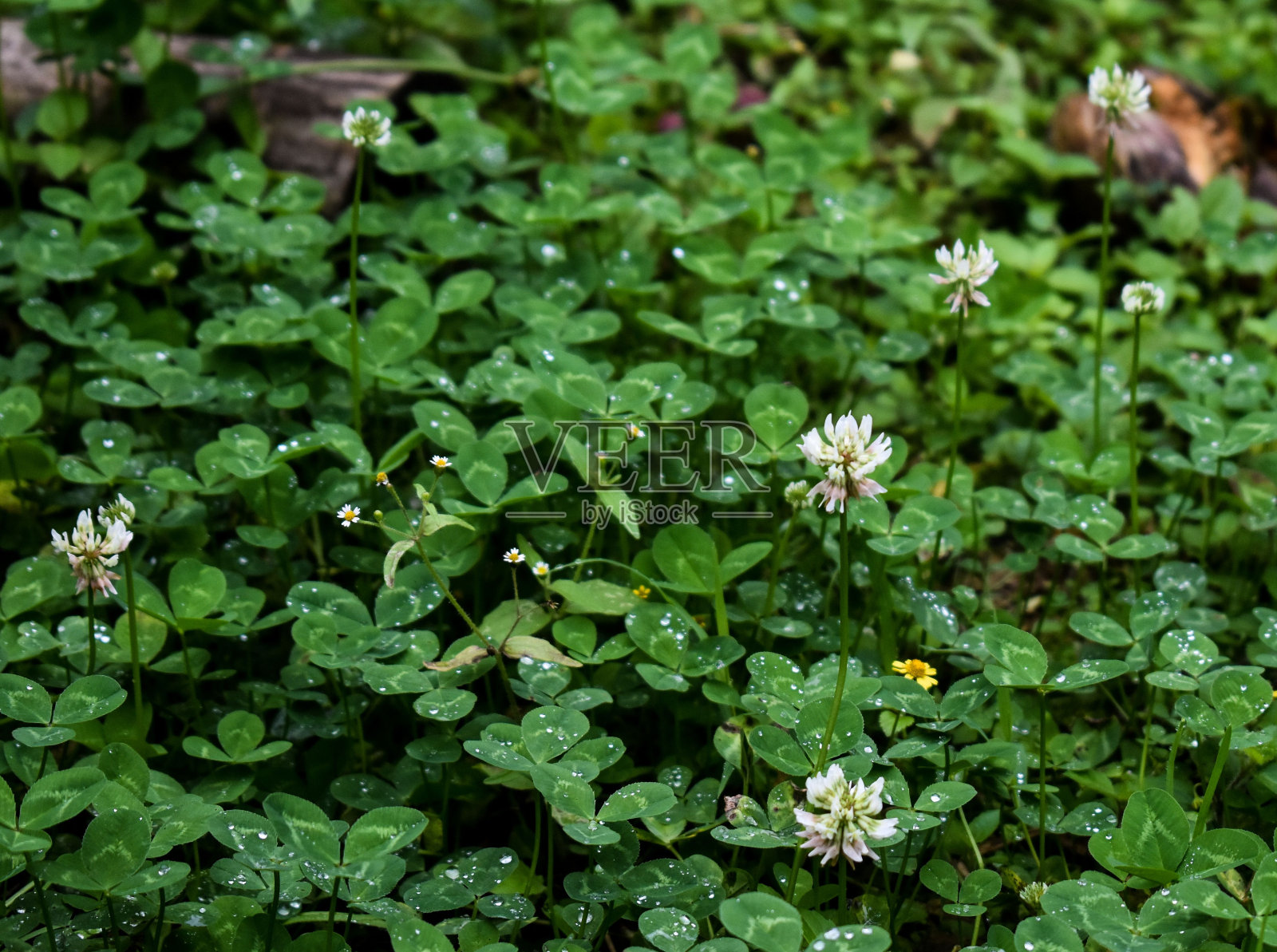 白色的洋甘菊和小黄花被绿色的叶子包围照片摄影图片