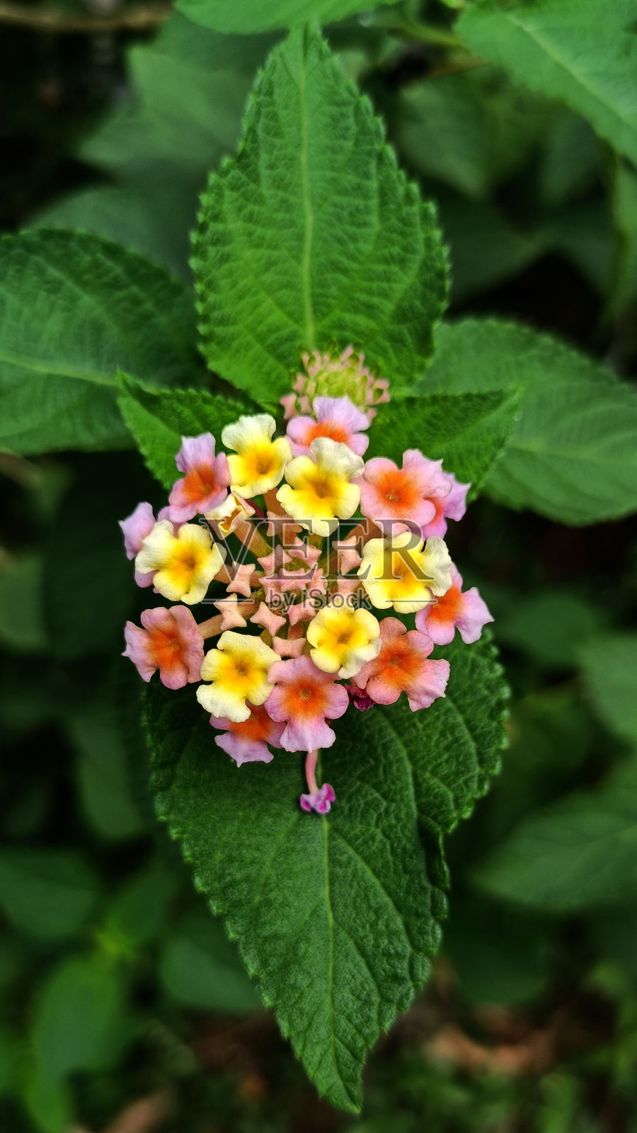 一个美丽的盛开的天竺葵特写镜头照片摄影图片