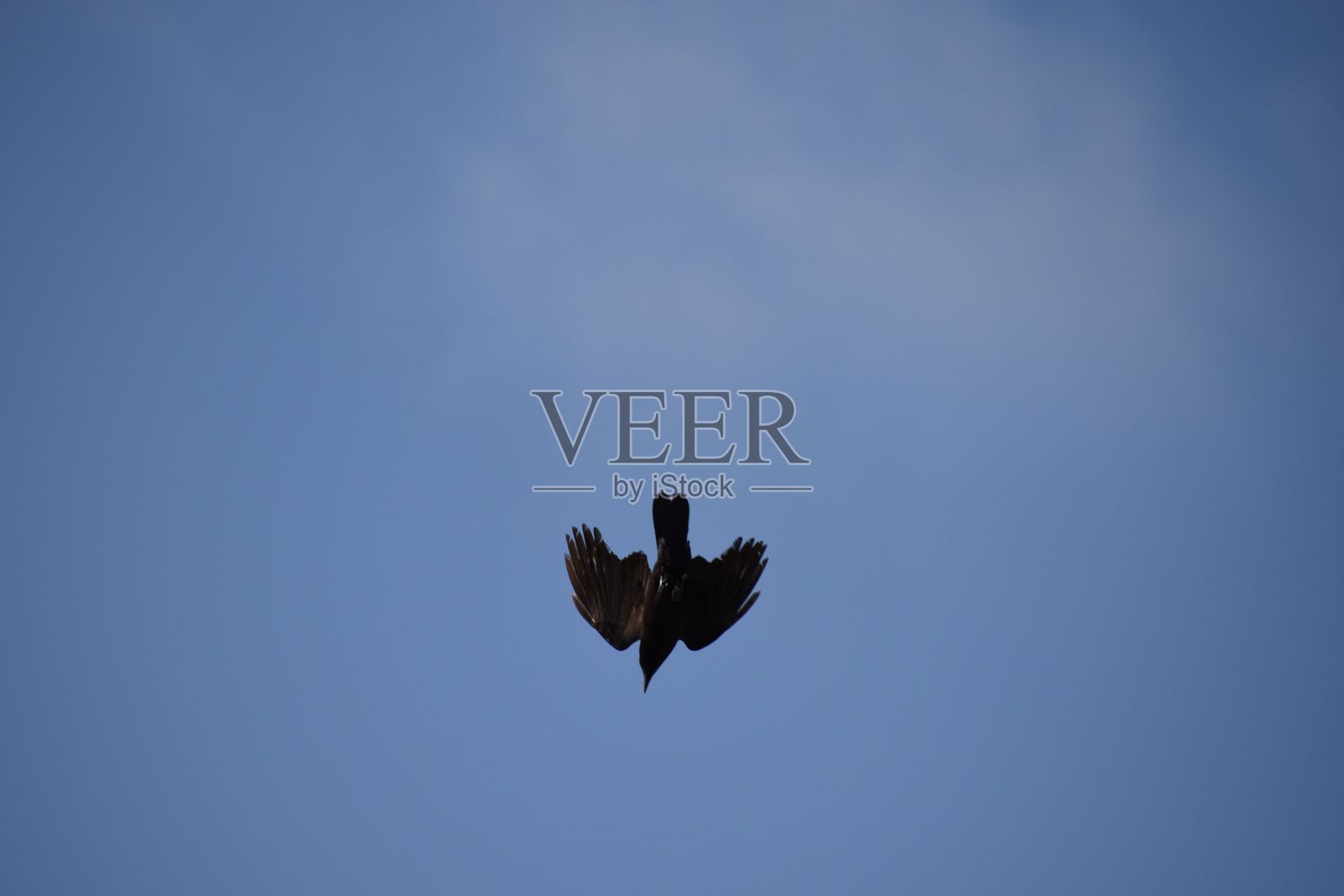 乌鸦剪影的下射在阴沉多云的天空照片摄影图片