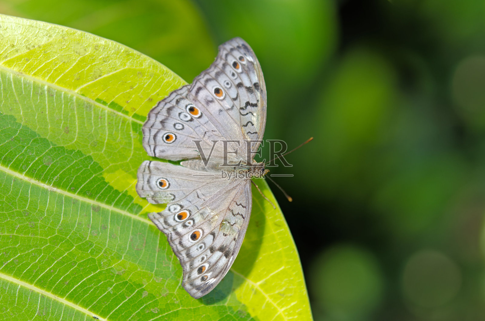 蝴蝶照片摄影图片