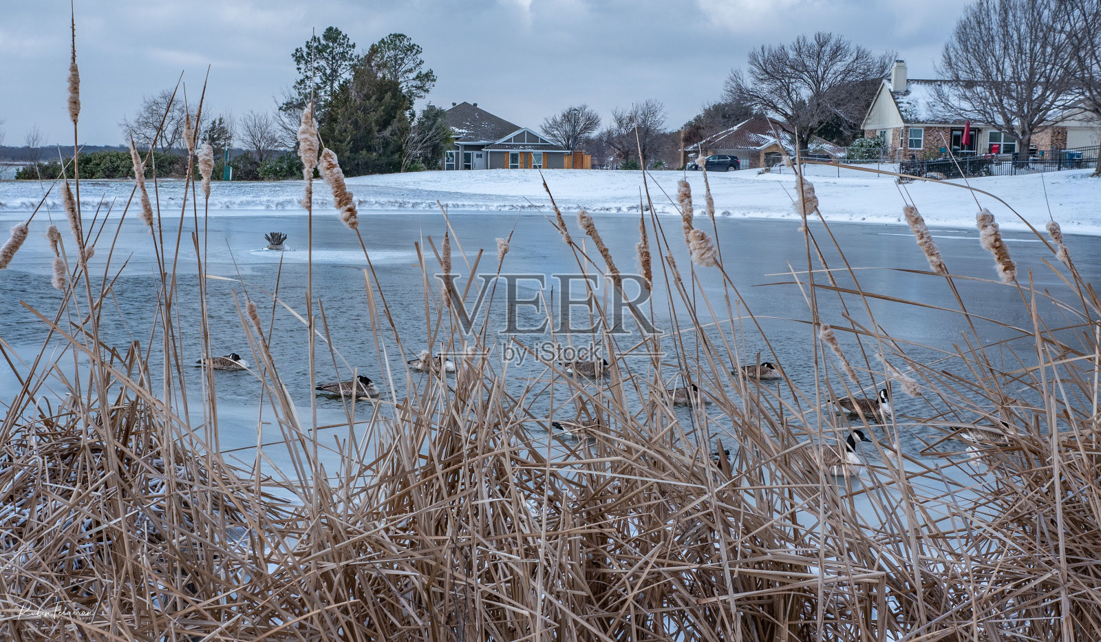 在农村地区一个冰冻的湖边选择性的芦苇照片摄影图片