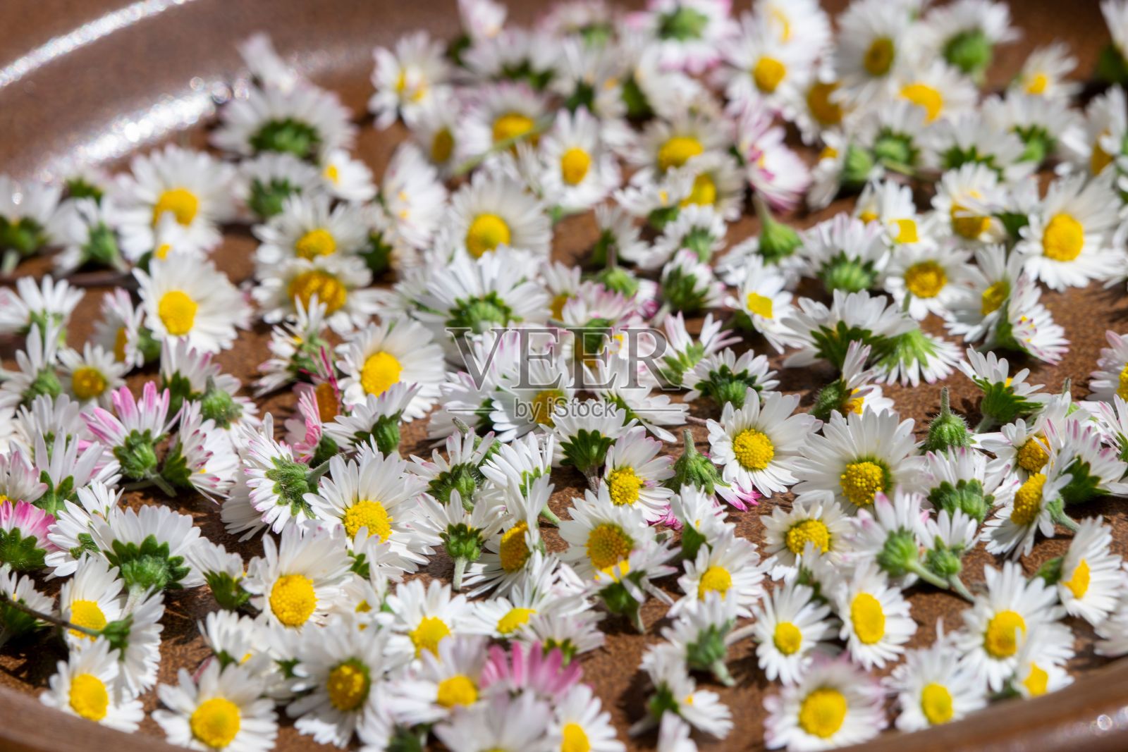 盘子上雏菊花的特写照片摄影图片
