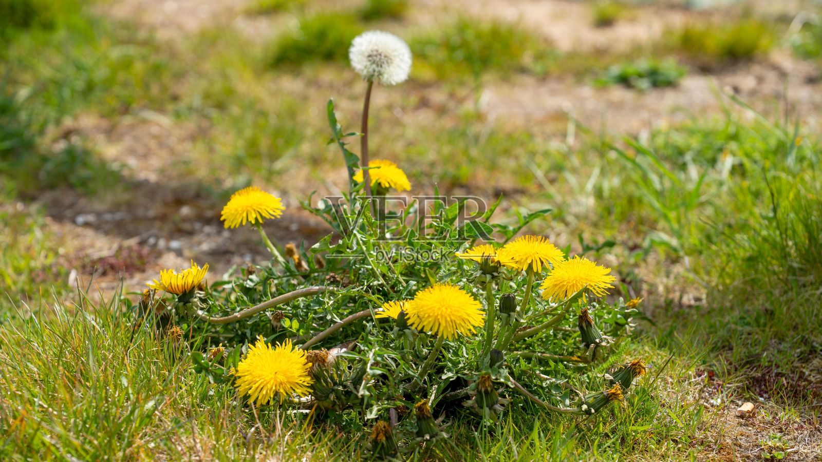 蒲公英(Taraxacum)花在阳光下生长的特写照片摄影图片