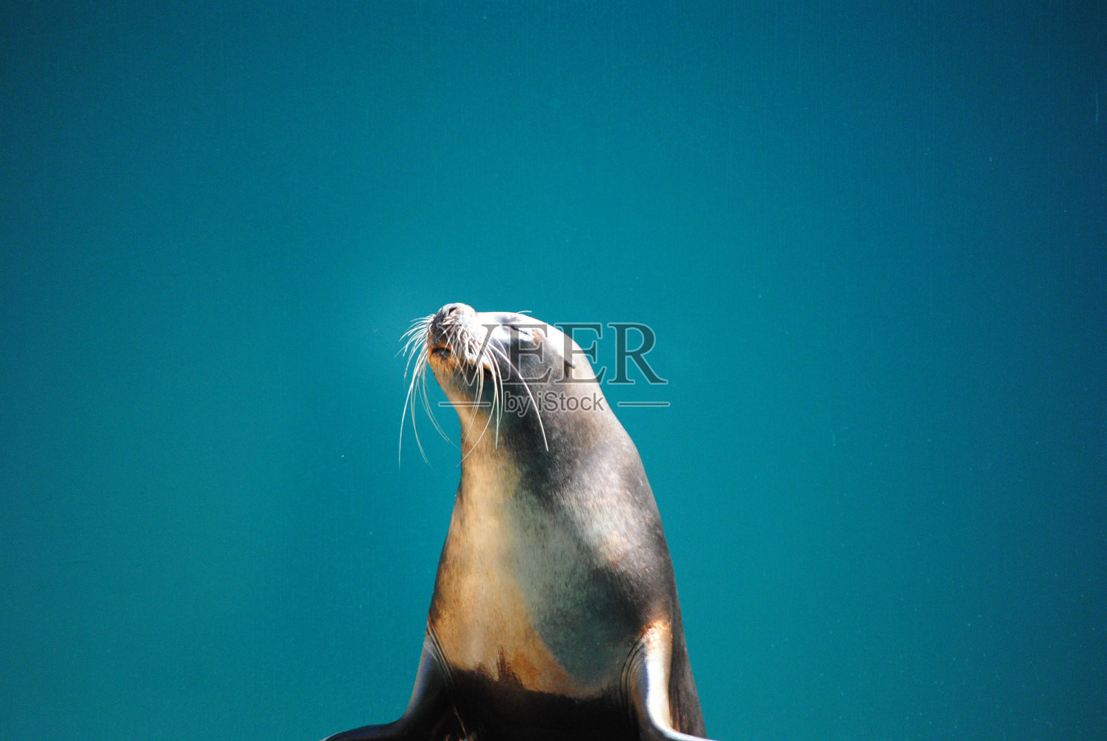 蓝色背景下的海狮特写镜头照片摄影图片