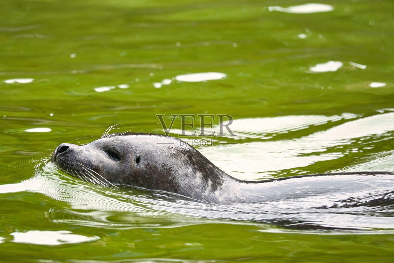 白天，一只海豹在绿色的大海里的美丽照片照片摄影图片