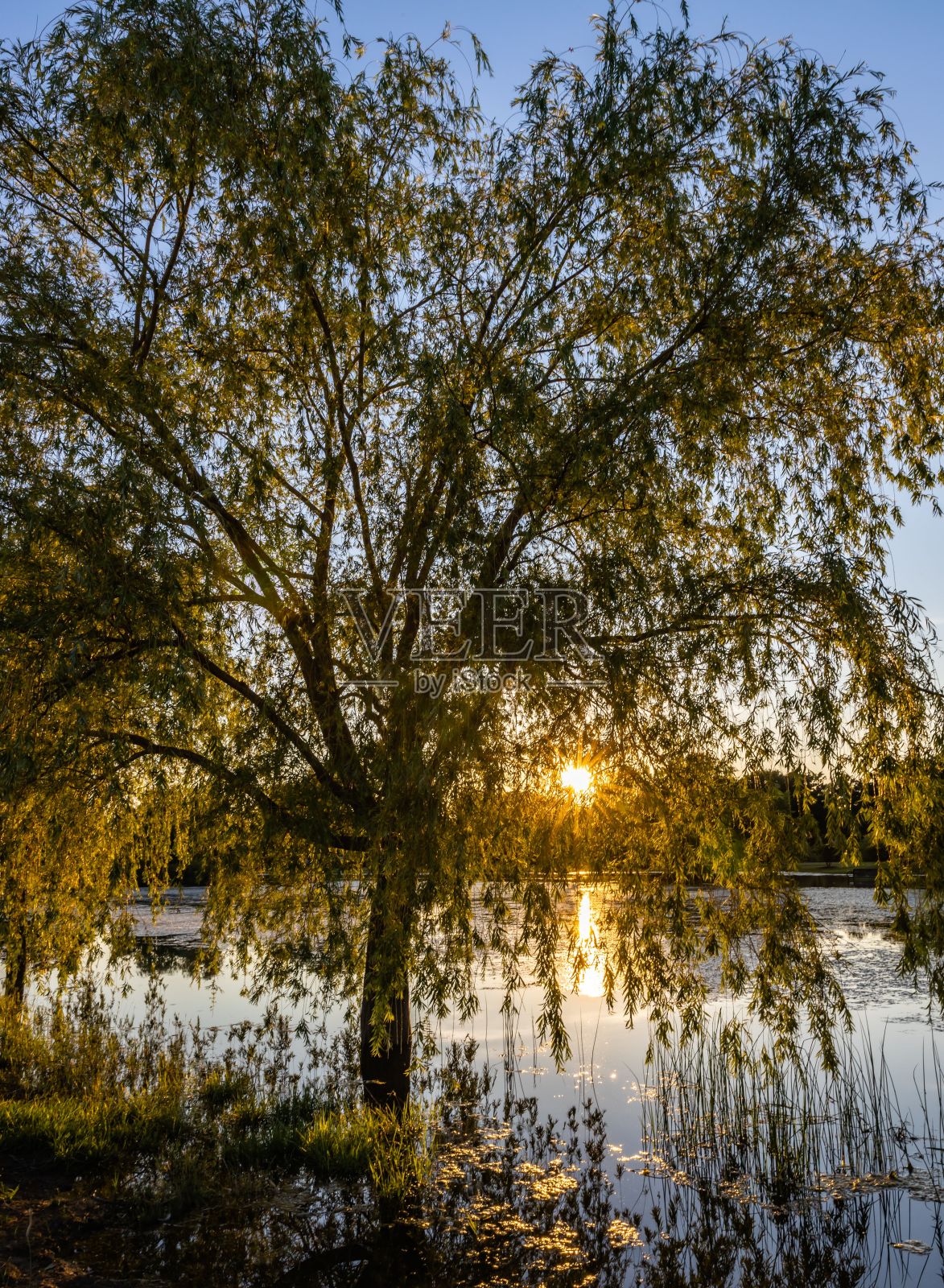 一个被绿色植物包围的湖泊的垂直镜头照片摄影图片