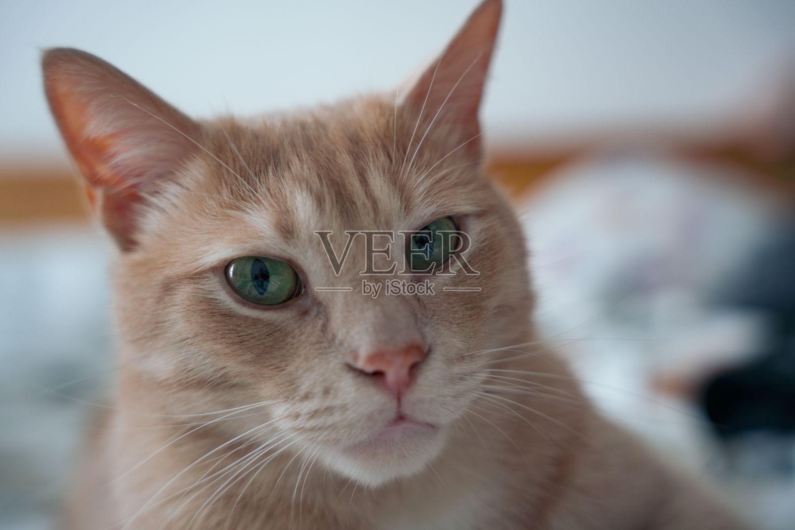 一只可爱的绿眼睛欧洲猫看着相机的特写照片摄影图片