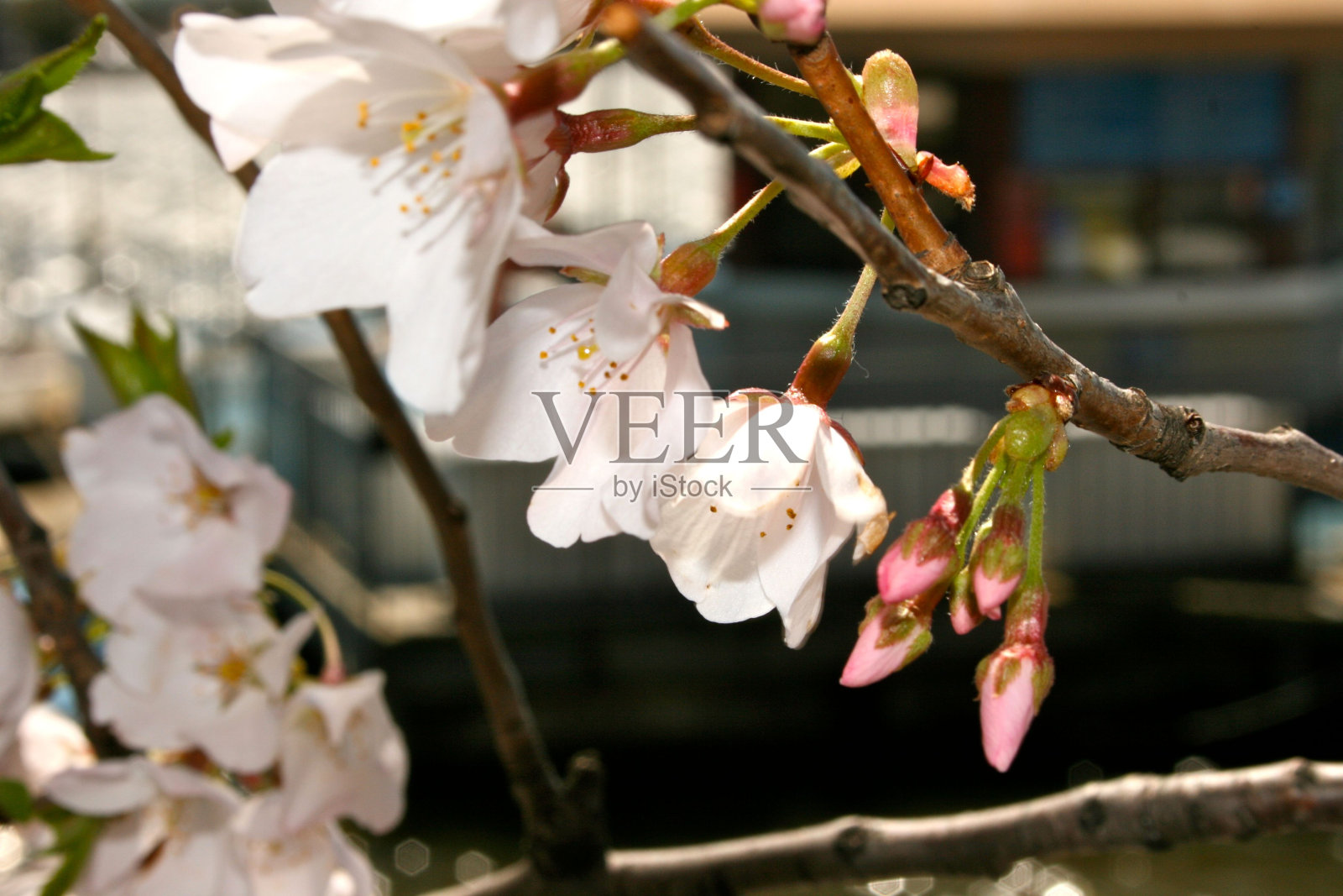 花期:樱花从花蕾到开放的过程照片摄影图片