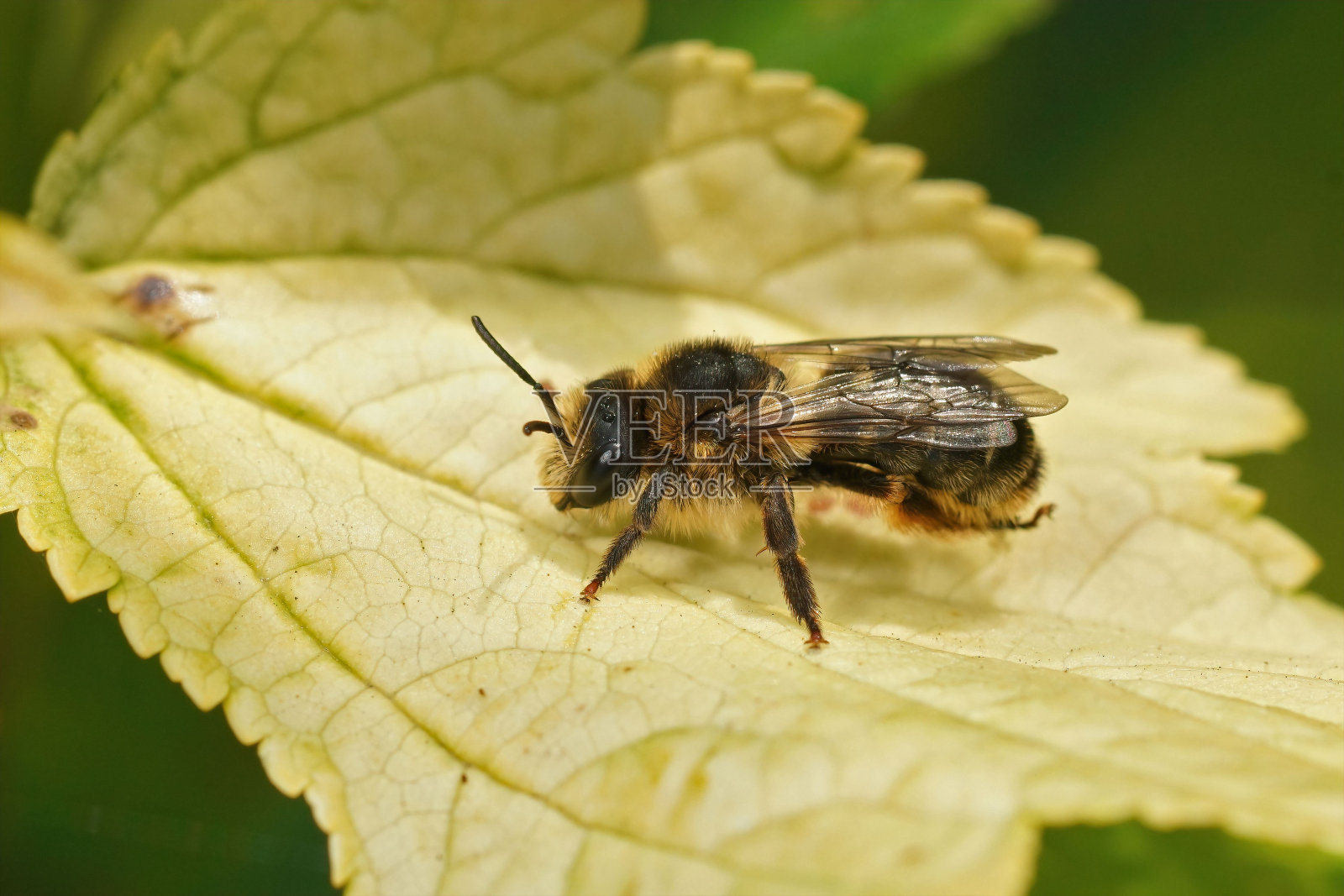寡聚金尾水母的一只多毛雌性特写照片摄影图片