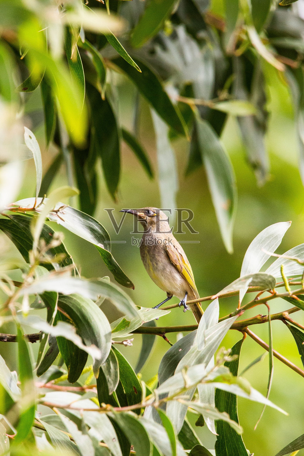 在澳大利亚斯普林菲尔德湖的一棵树上栖息着棕色蜂蜜照片摄影图片