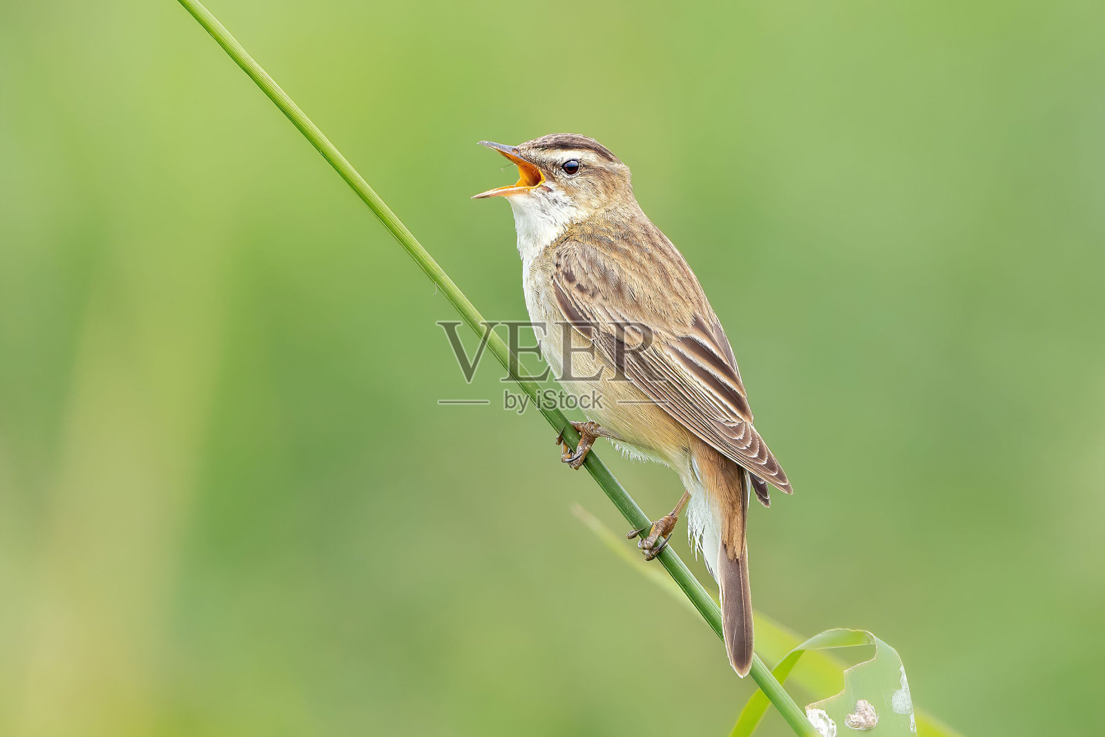 长着棕色羽毛，张开嘴的鸟，坐在绿色的树枝上唱歌照片摄影图片