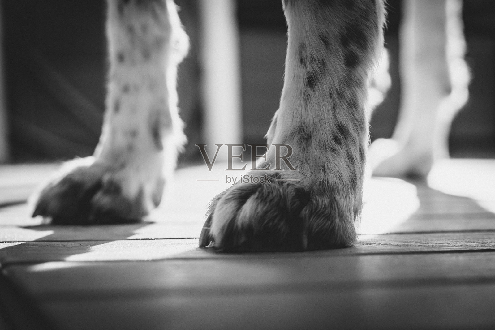 低角度灰度拍摄的斑点狗爪在地板上，阳光落在上面照片摄影图片