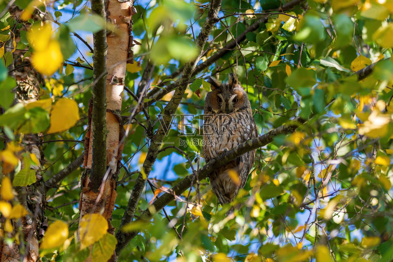 特写的长耳猫头鹰，Asio otus伪装在一个绿色的树叶照片摄影图片