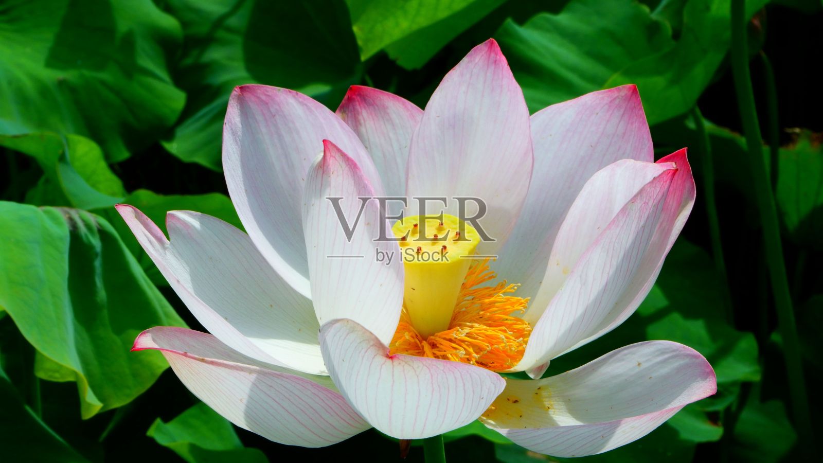 池塘里的圣莲花(荷花)叶绿，边白带粉照片摄影图片