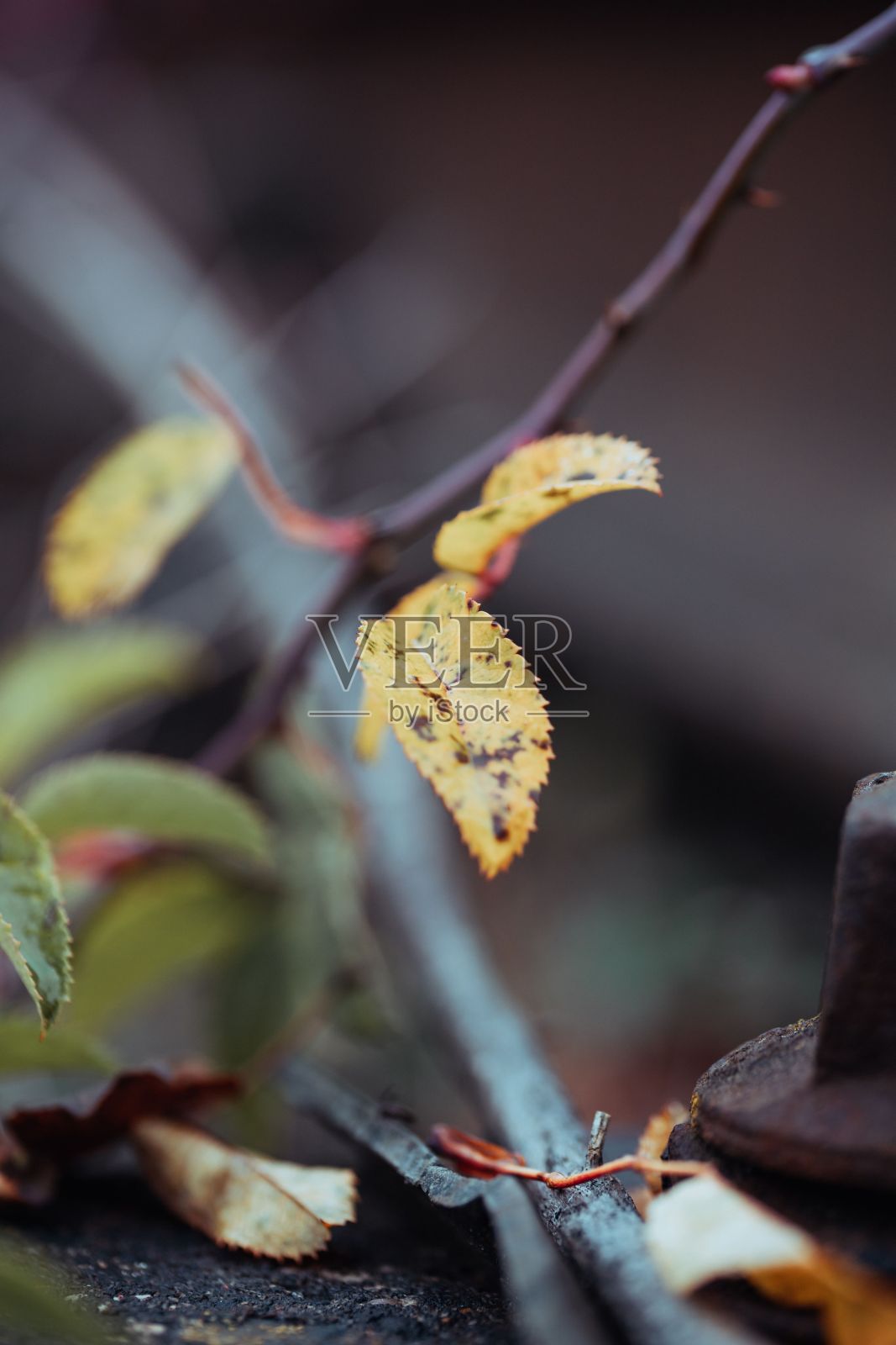 垂直特写:森林里干黄的树叶挂在一根红褐色的细树枝上照片摄影图片