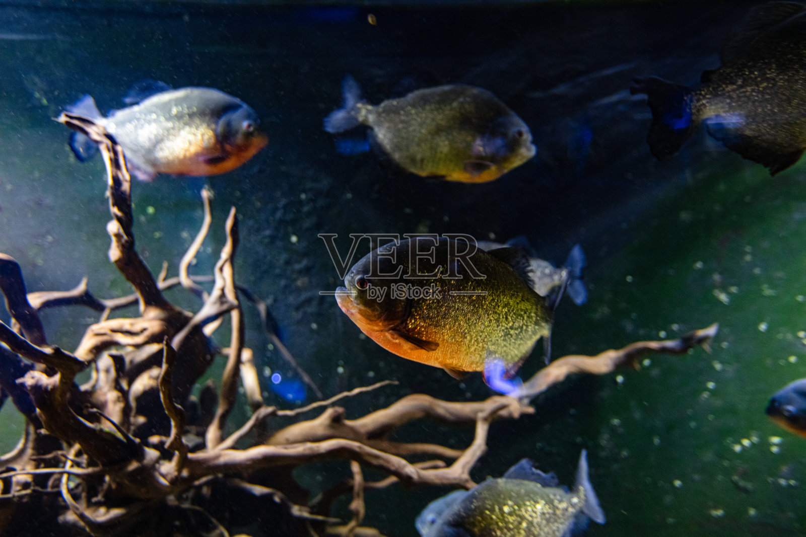 为了设计目的，水族箱里有不同的鱼照片摄影图片