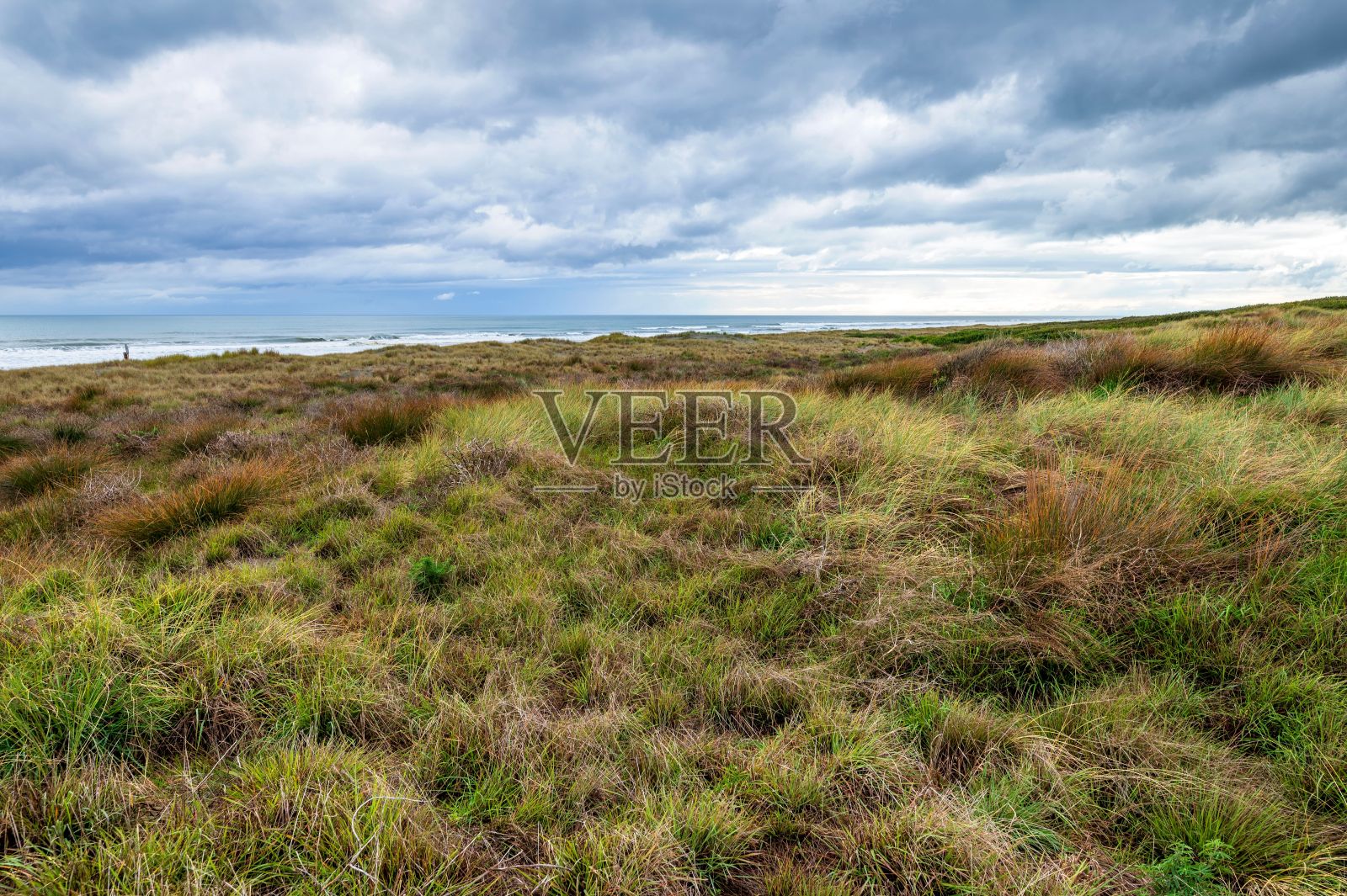 在新西兰莱文附近的马纳瓦图怀塔雷海滩，沙丘上的草丛照片摄影图片